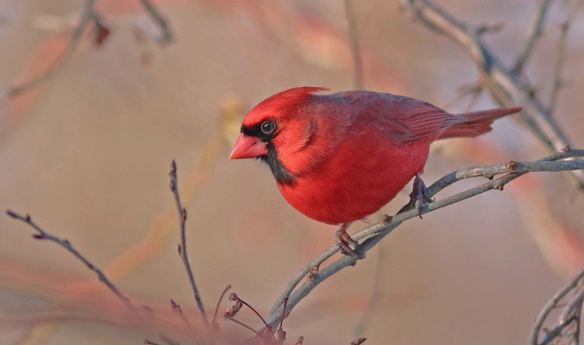 Animal Cardinal 2048x1210