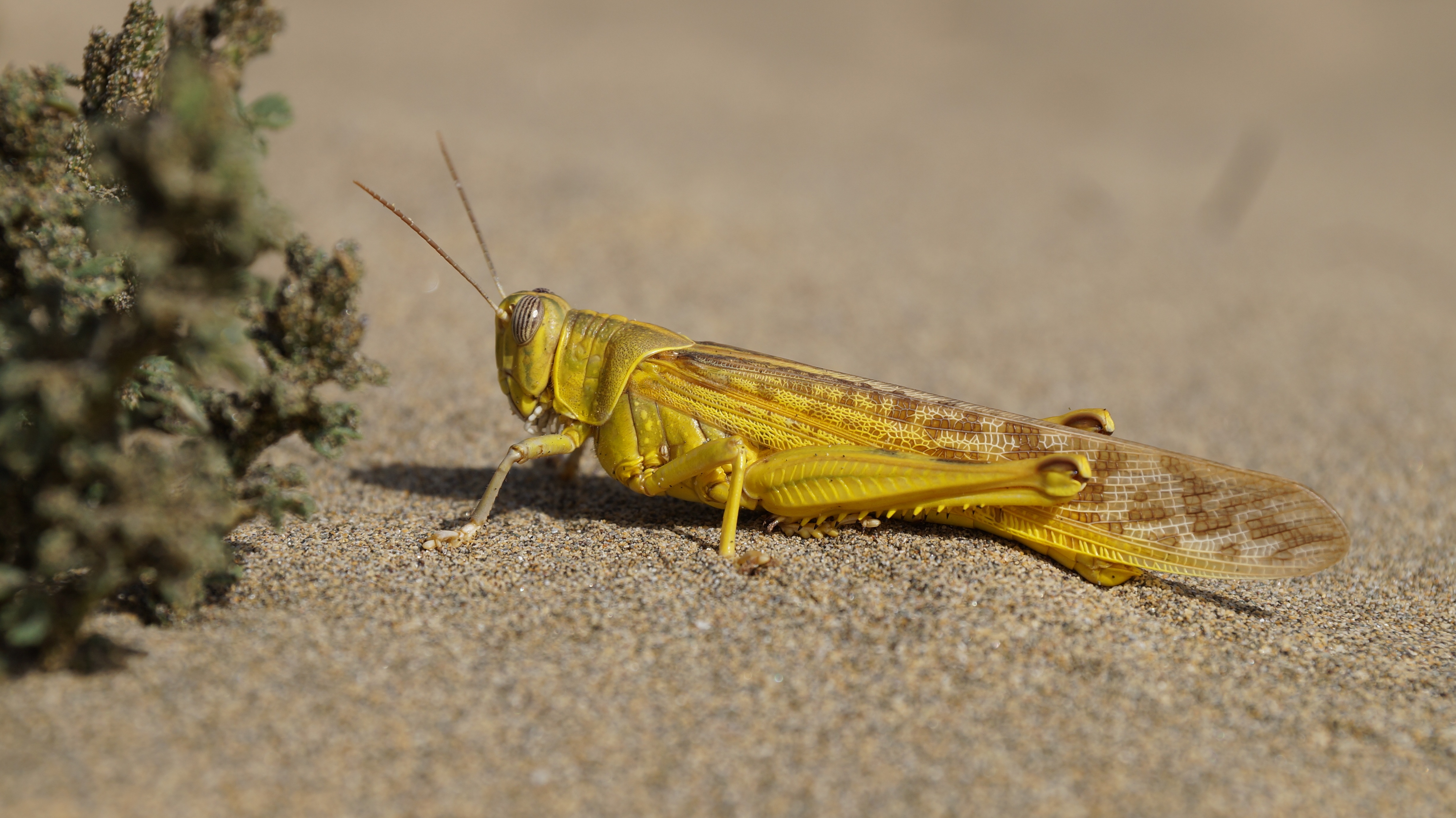 Grasshopper Insect Locust 4912x2760