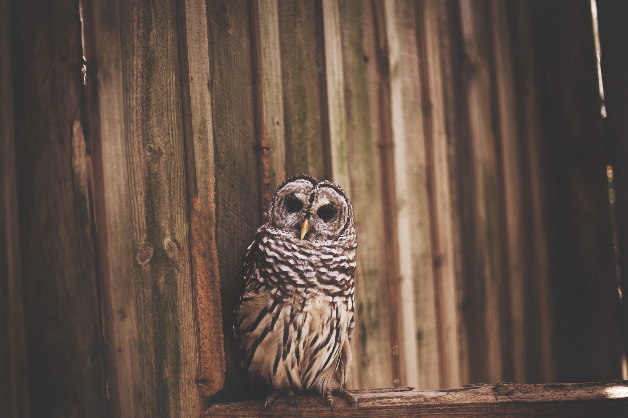 Animal Barred Owl 2048x1365