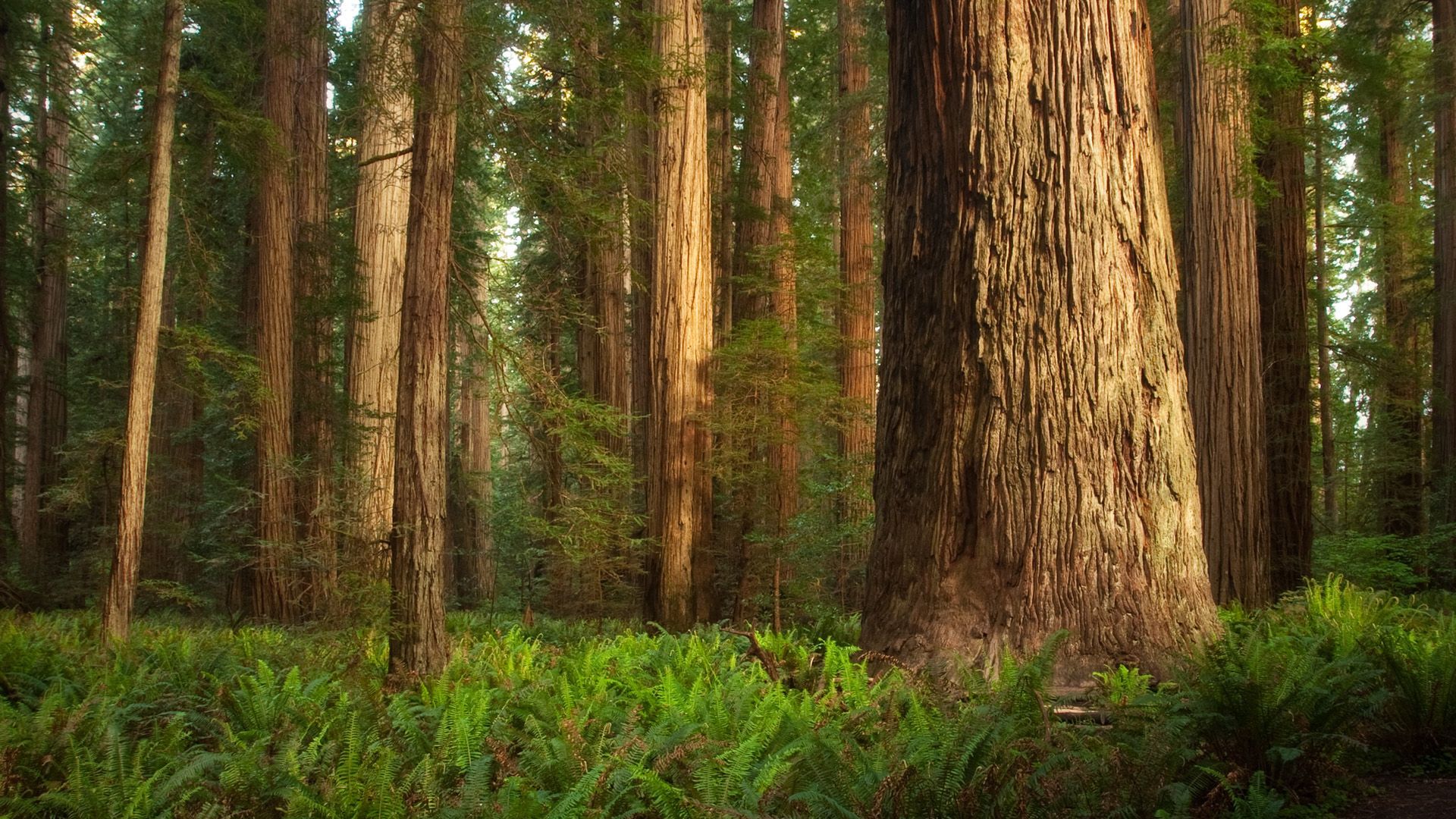 Tree Forest Redwood 1920x1080