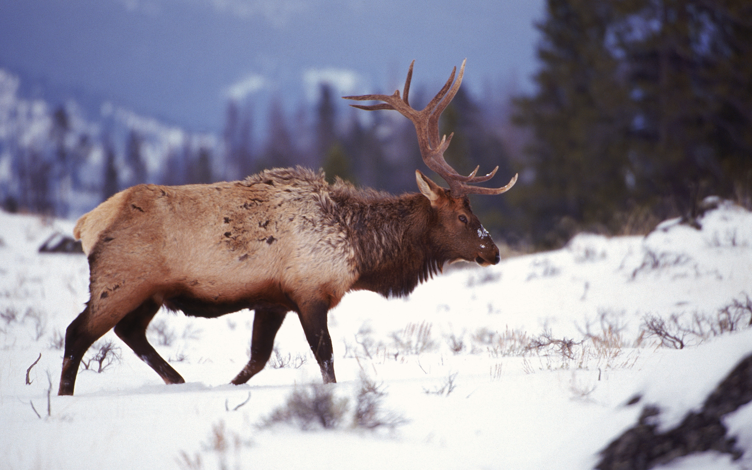 Animal Elk 2560x1600