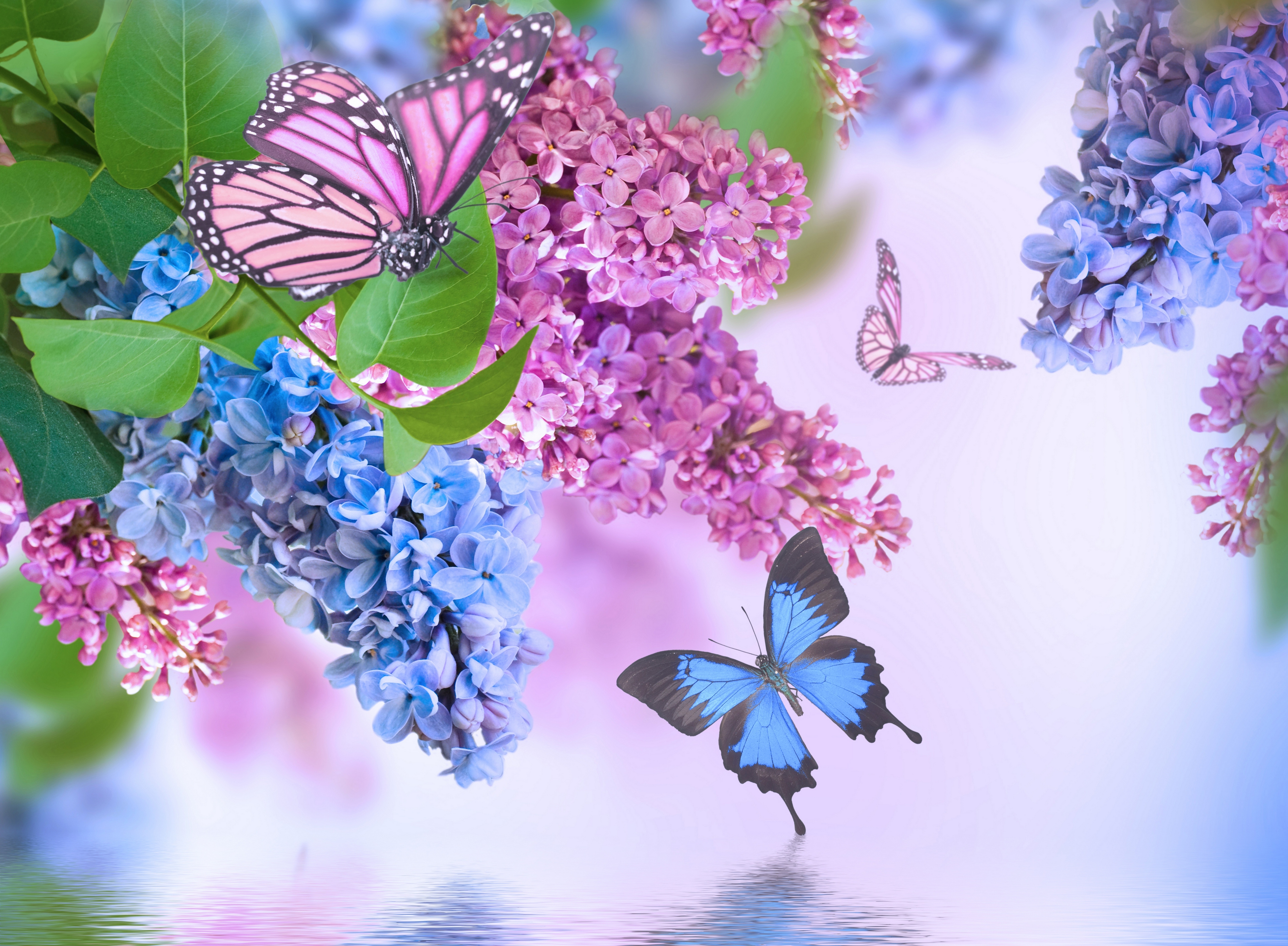 Flower Spring Lilac Blue Flower Pink Flower Butterfly 4350x3196