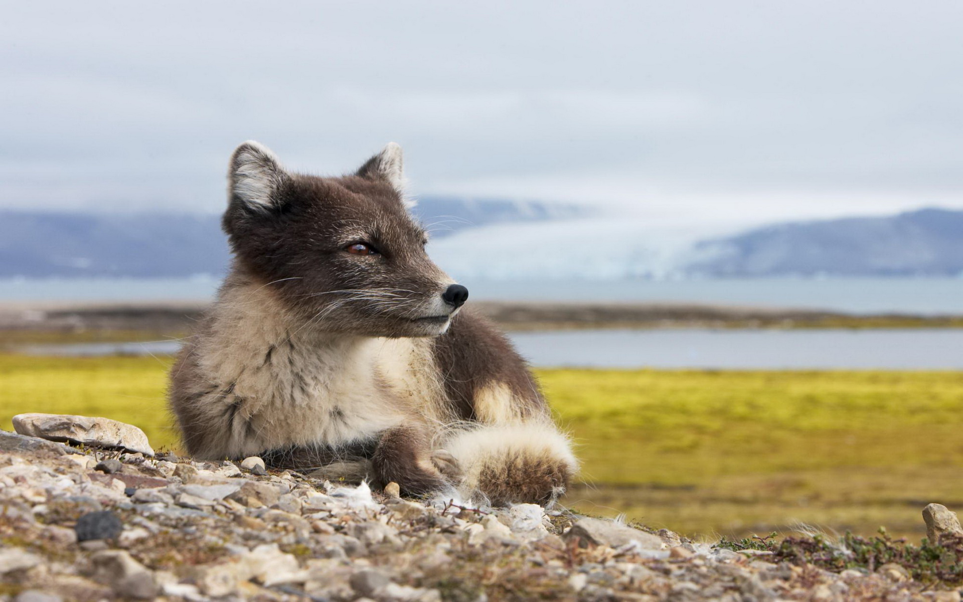 Animal Arctic Fox 1920x1200