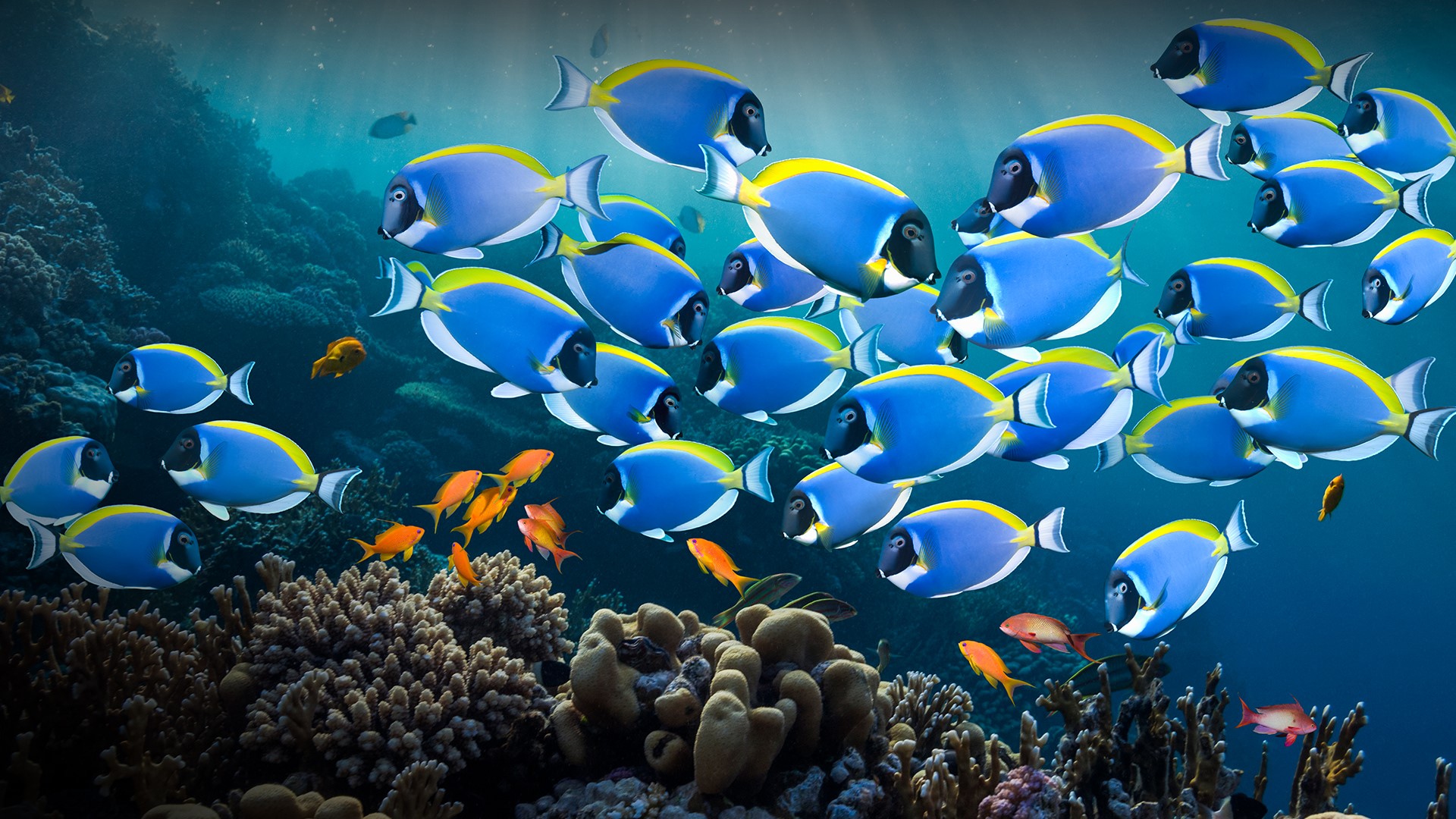 Nature Fish Coral Coral Reef Water Underwater Red Sea Egypt Powder Blue Tang 1920x1080