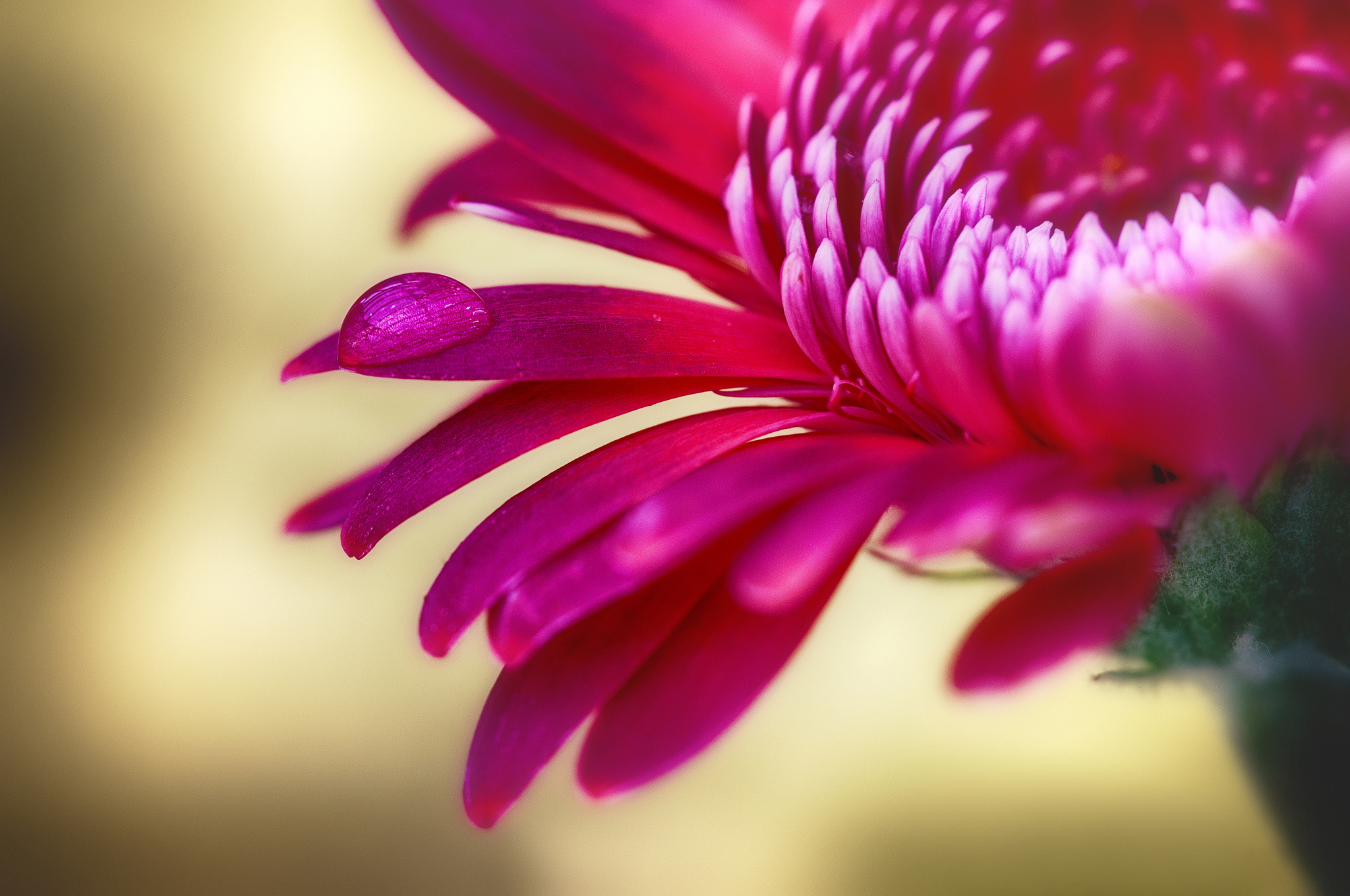 Chrysanthemum Close Up Dew Drop Flower Nature Pink Flower Water Drop 2048x1360