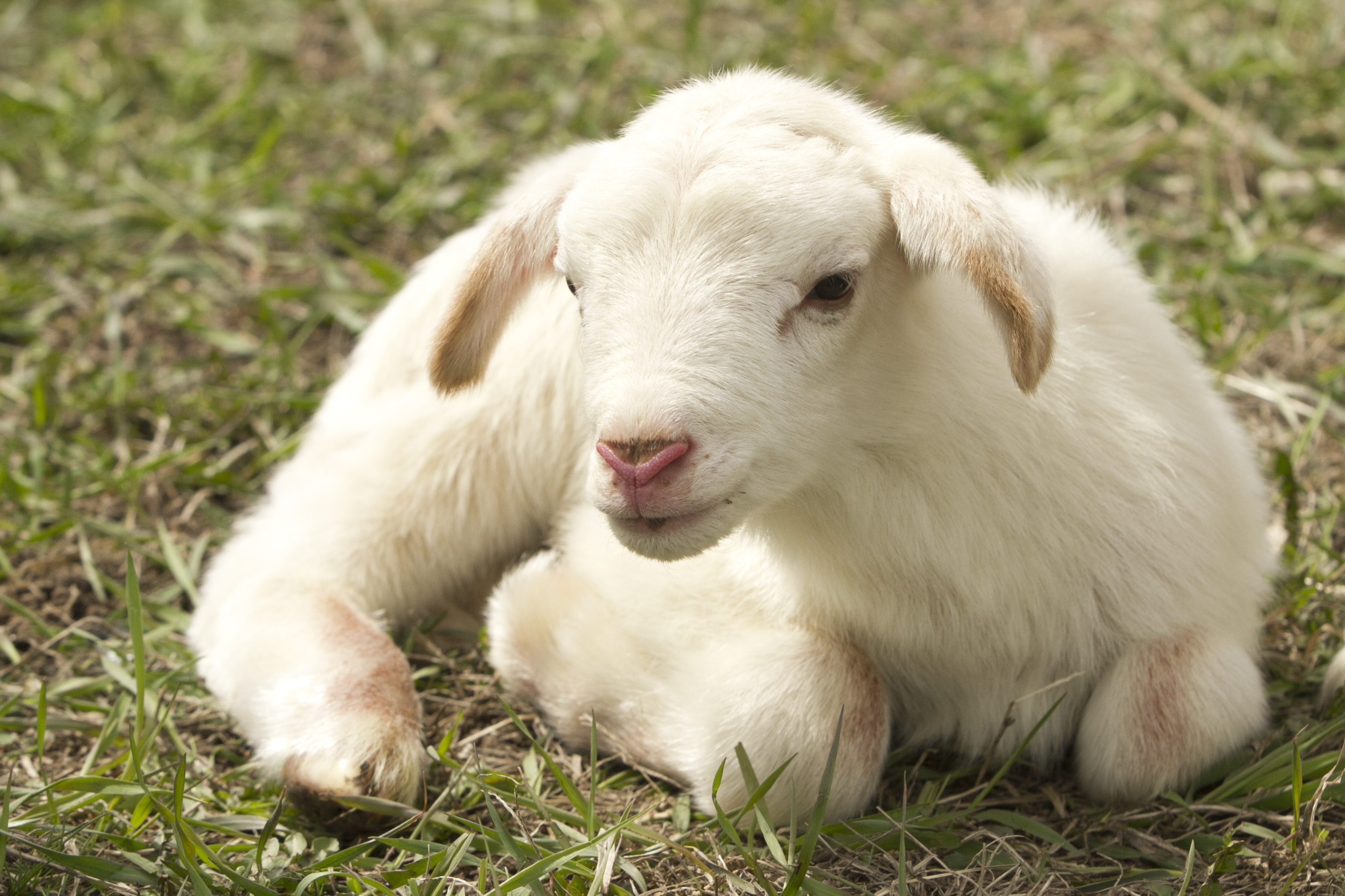 Sheep Lamb Baby Animal Close Up 3100x2066