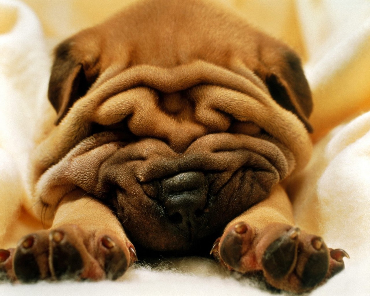 Animal Shar Pei 1280x1024