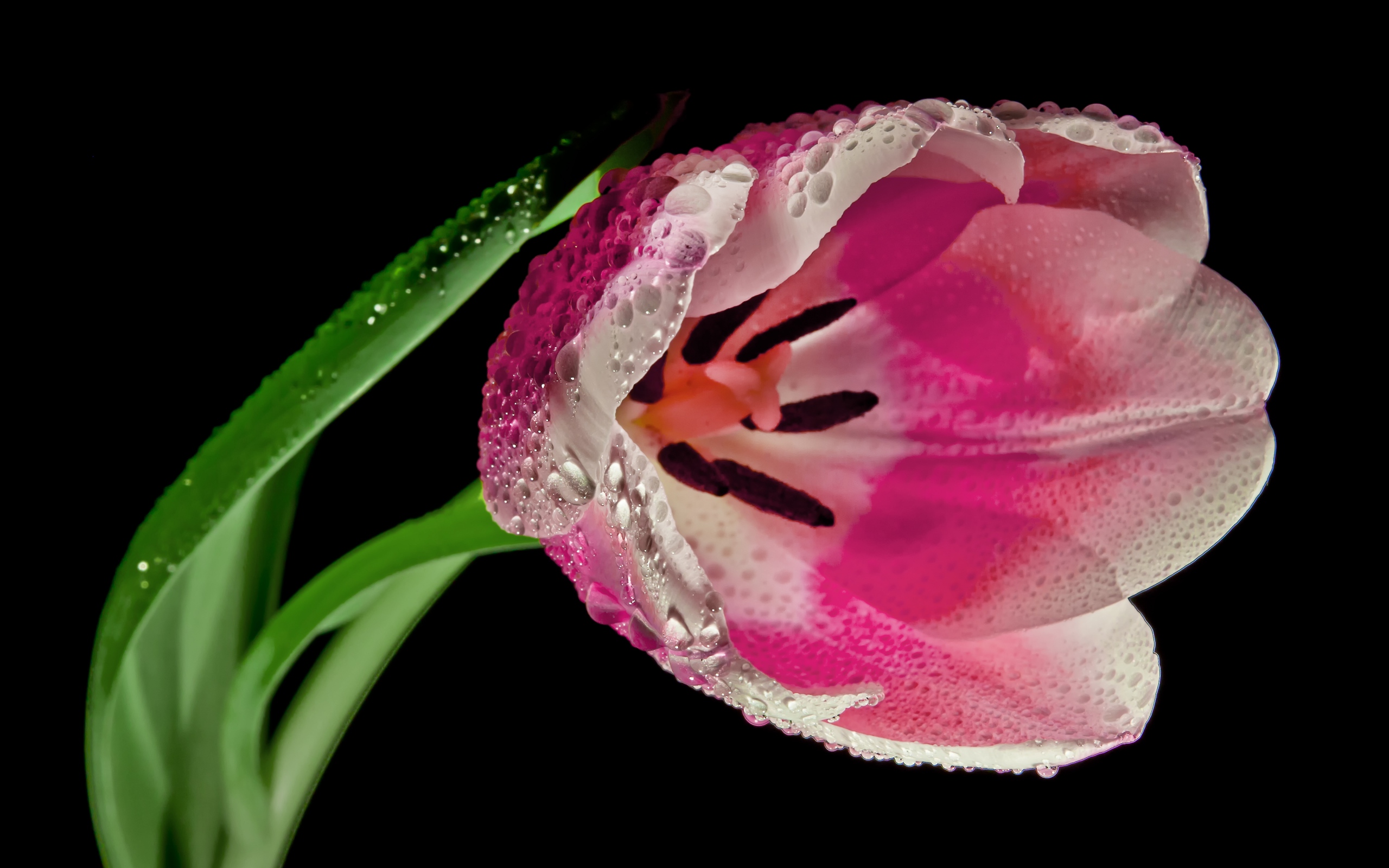 Dew Drop Flower Macro Pink Flower Stem Tulip Water Drop 2560x1600