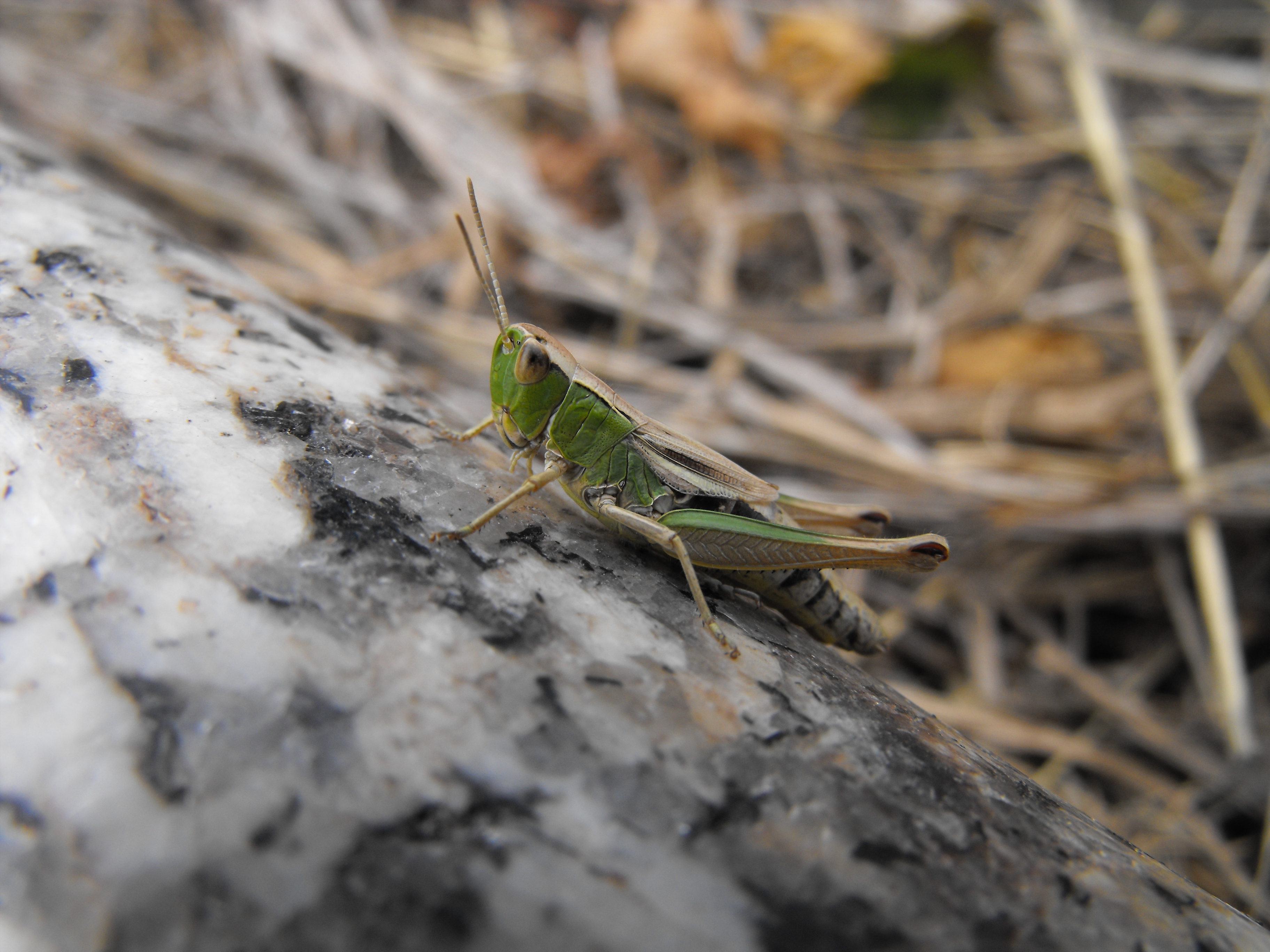 Animal Grasshopper 3648x2736