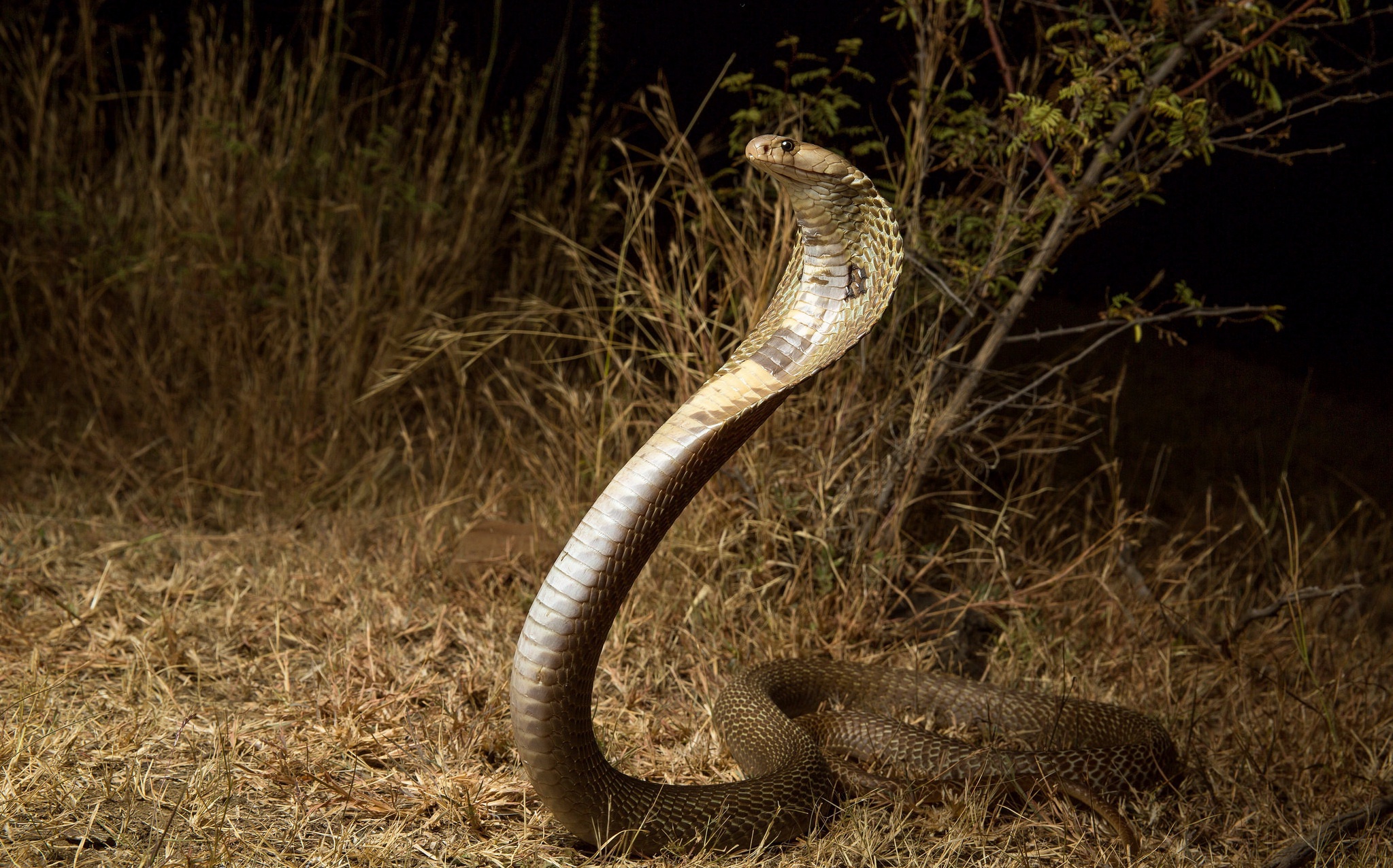 Cobra Snake Wildlife 2047x1276