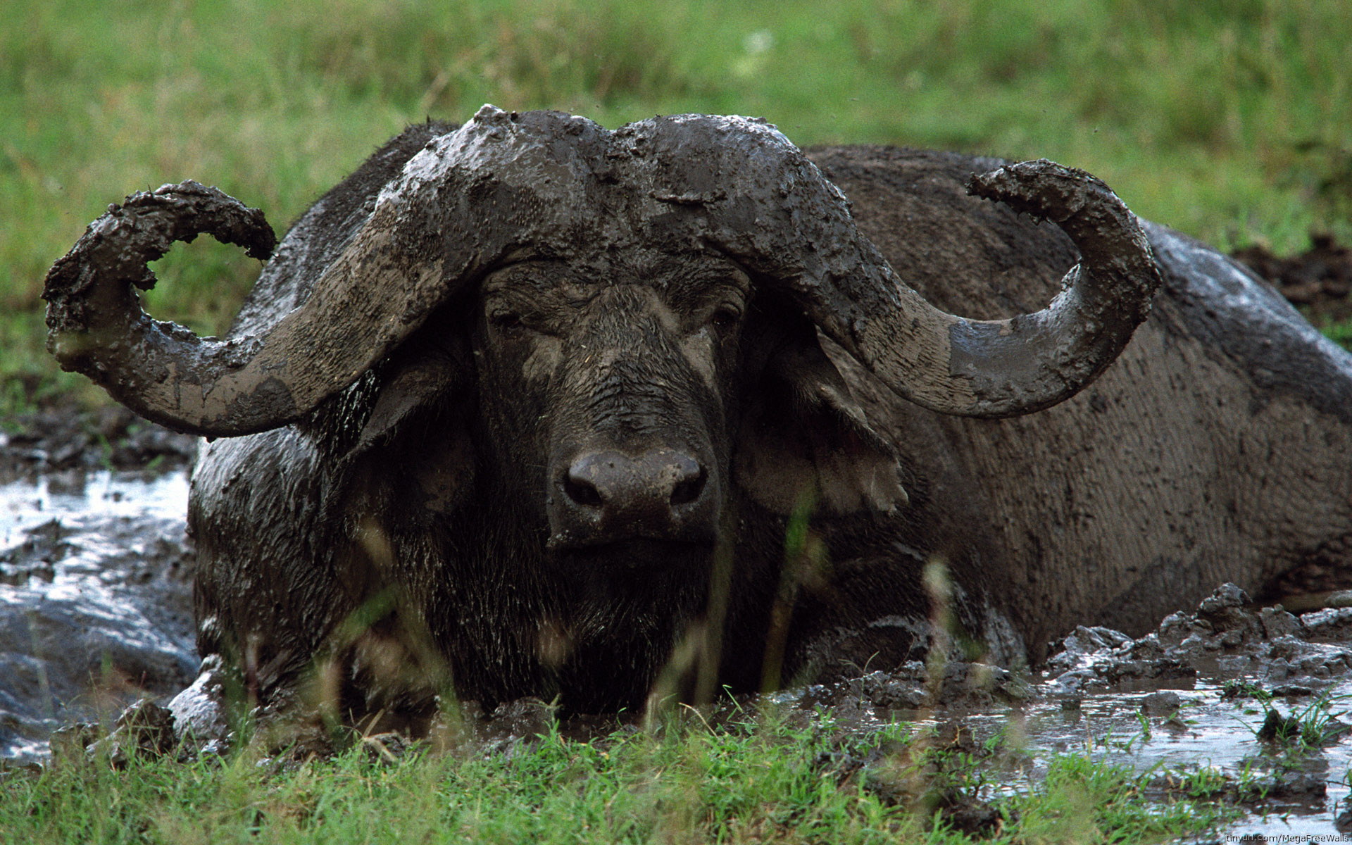 Animal African Buffalo 1920x1200