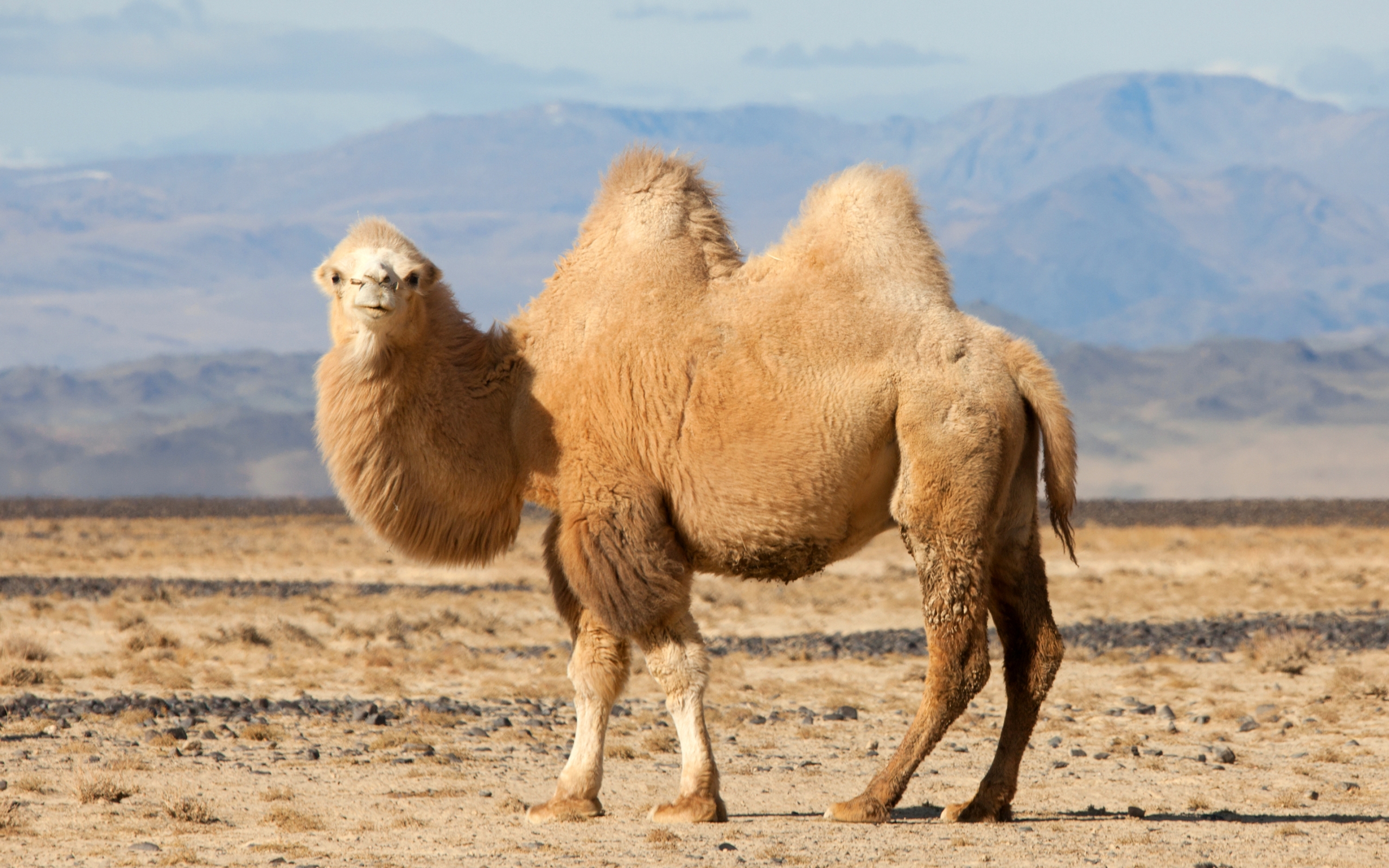 Animal Camel 2560x1600