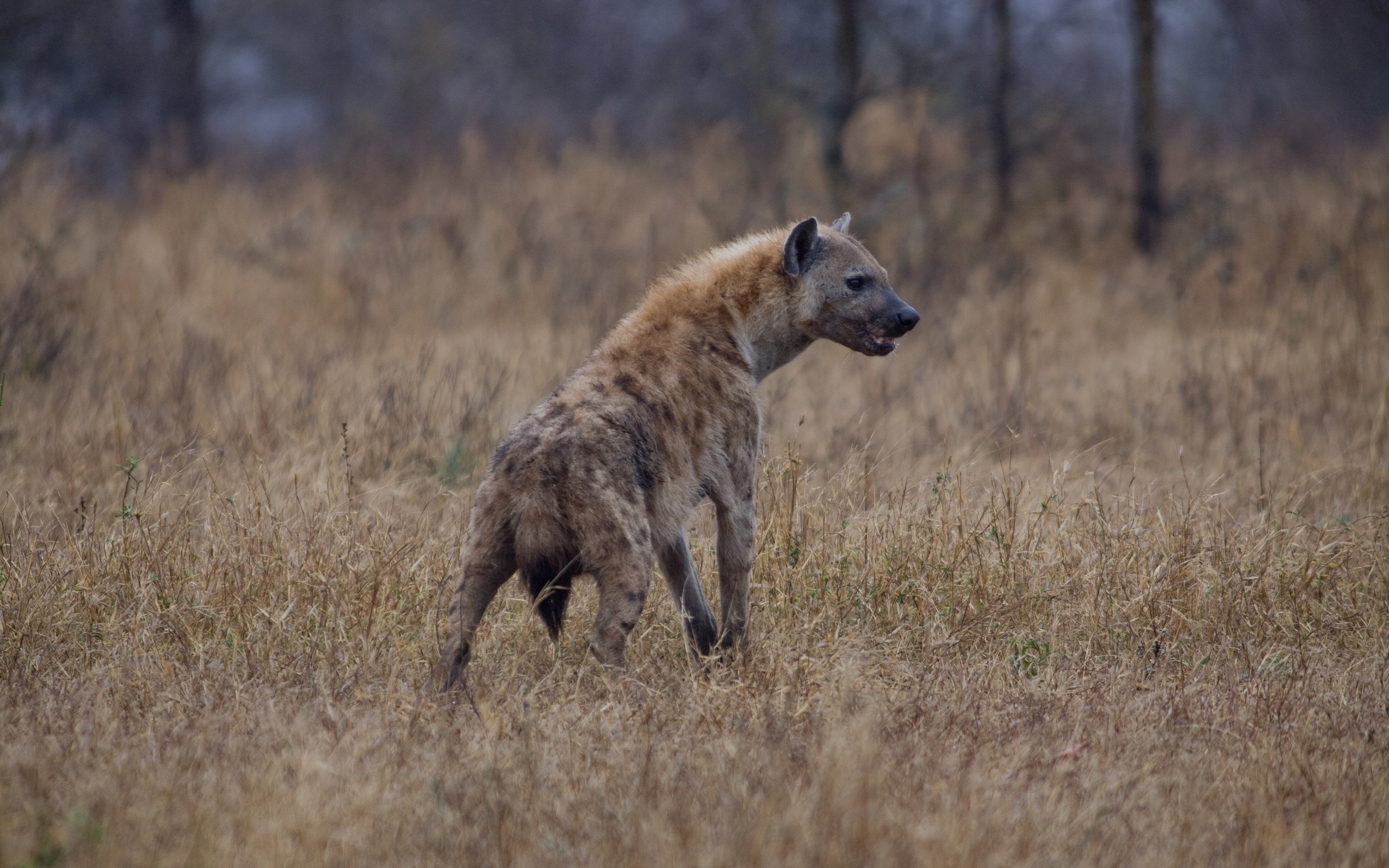 Animal Hyena 2560x1600