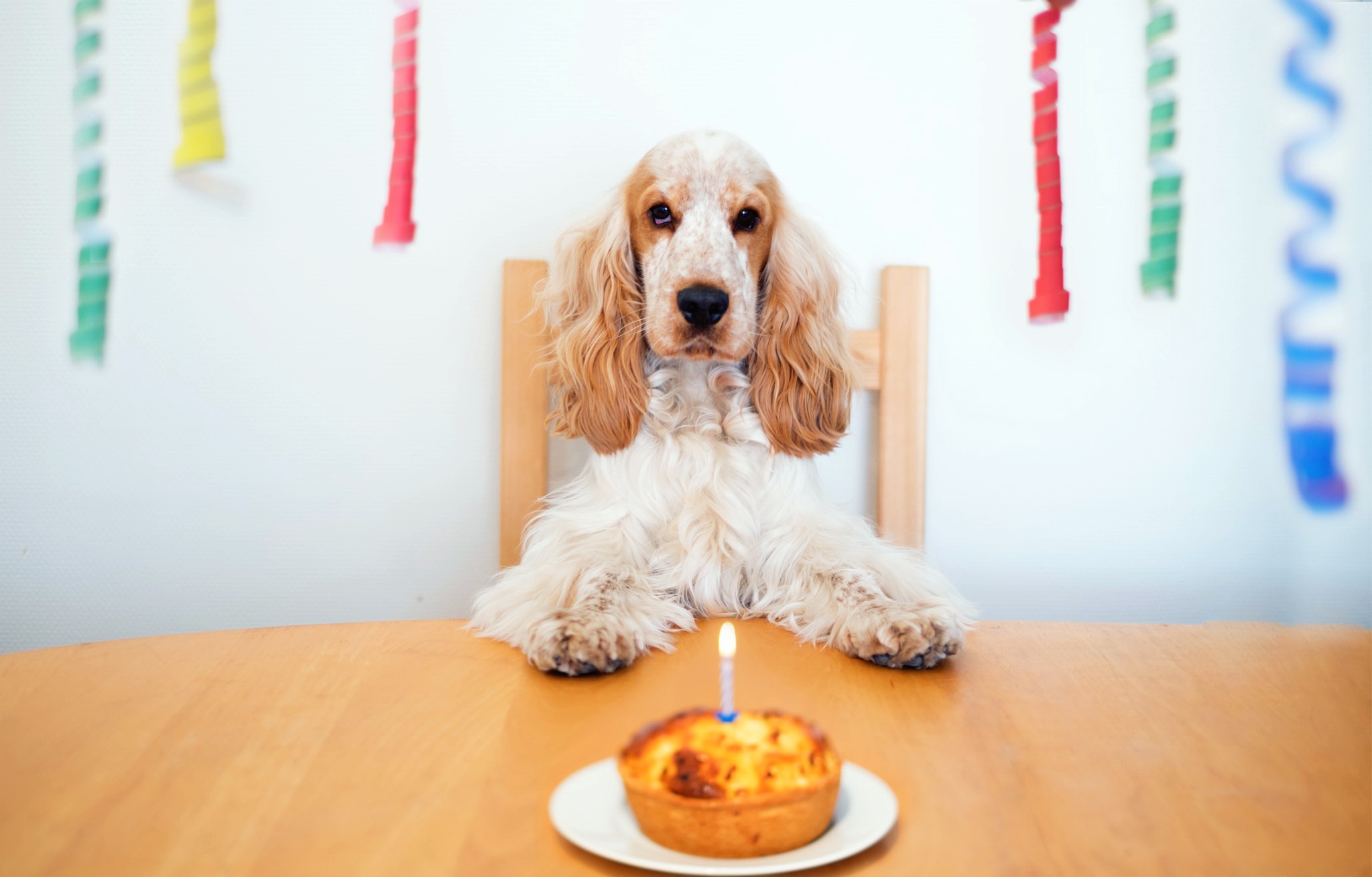 Cocker Spaniel Dog Birthday Cake 2047x1310