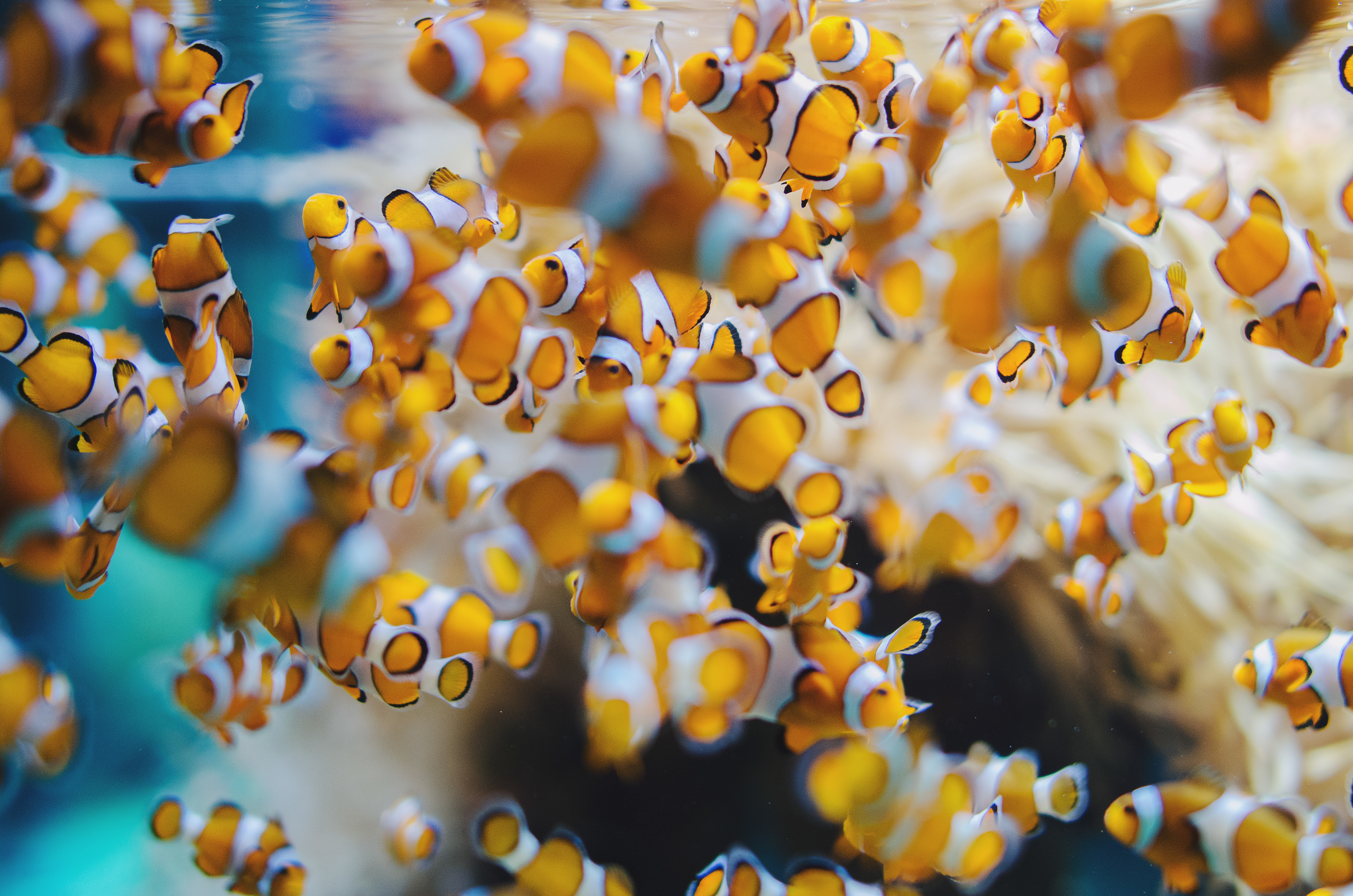 Clownfish Fish Sea Life 4928x3264