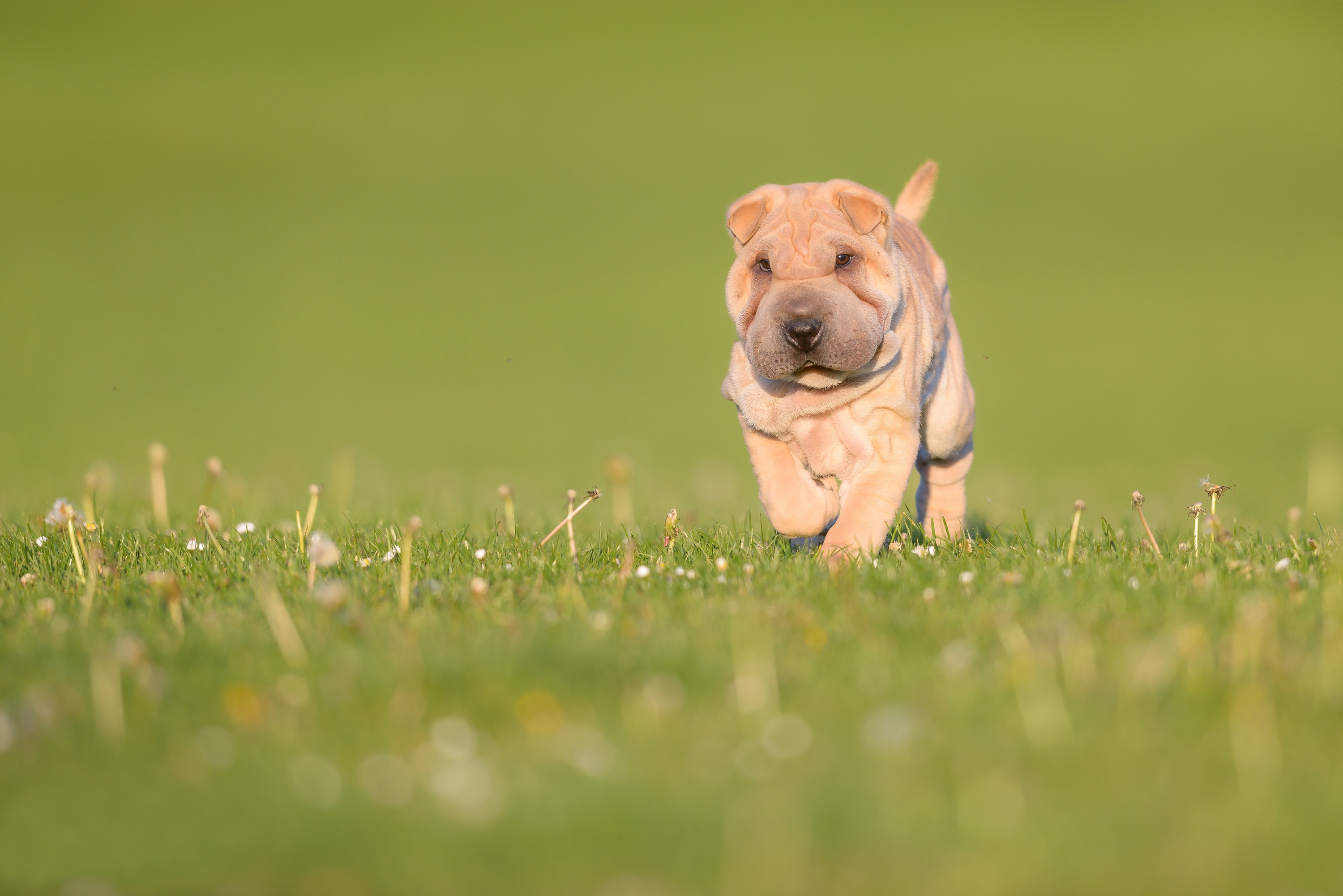 Shar Pei Dog Baby Animal Puppy Grass 3000x2002