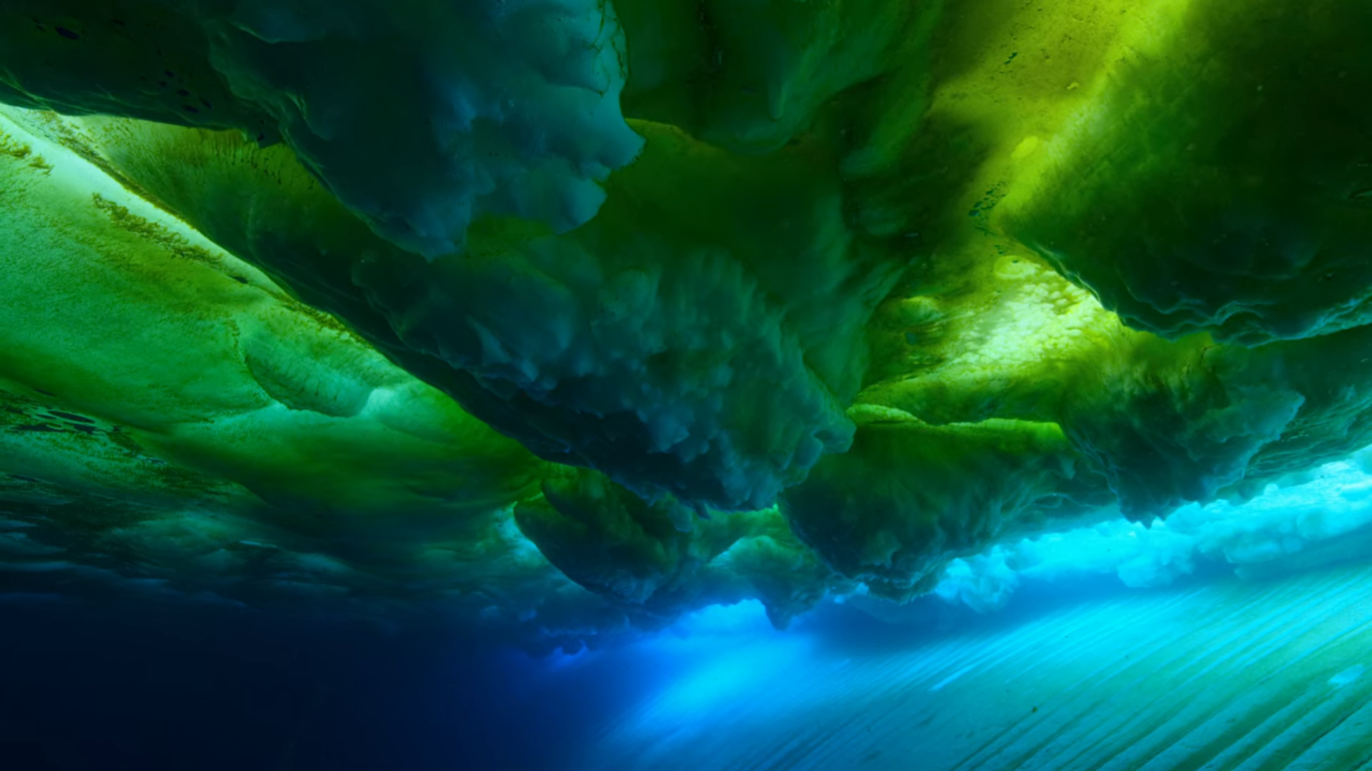 Nature Underwater Pacific Ocean Algae Water 1920x1080