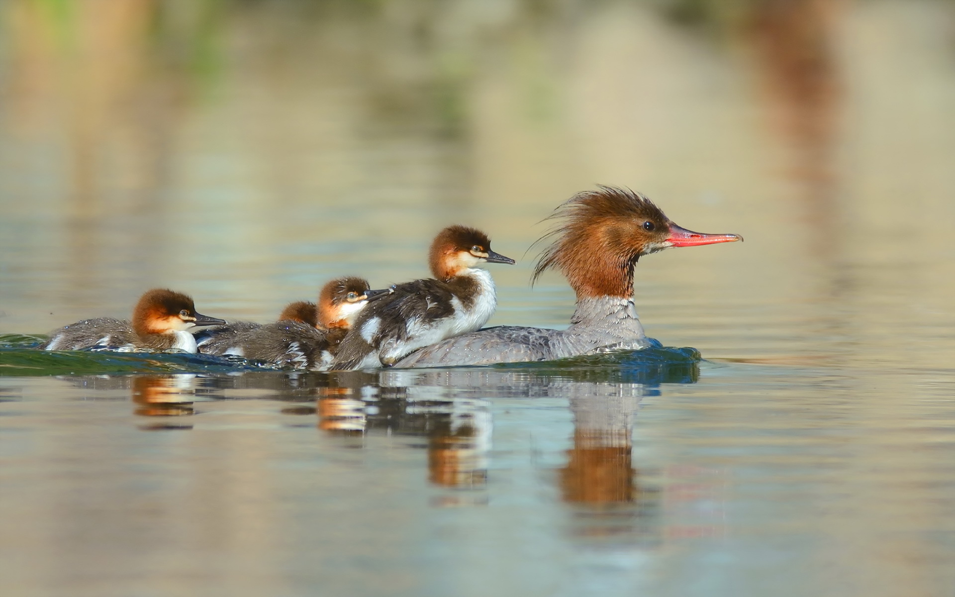 Baby Animal Bird Duck Duckling Reflection 1920x1200