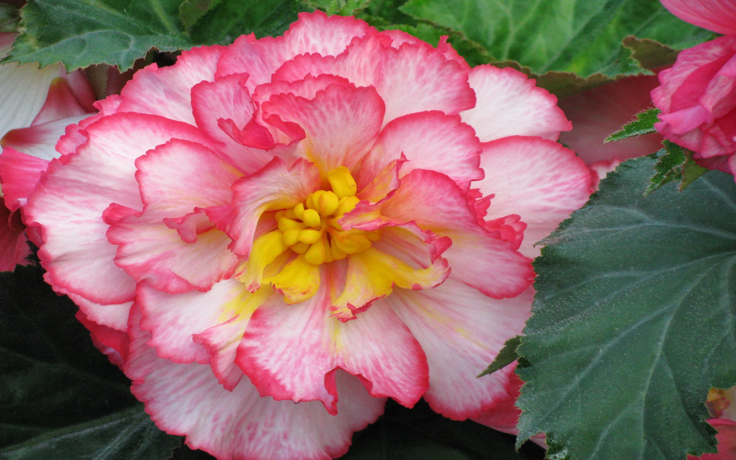 Begonia Close Up Flower Nature Pink Flower 2560x1600