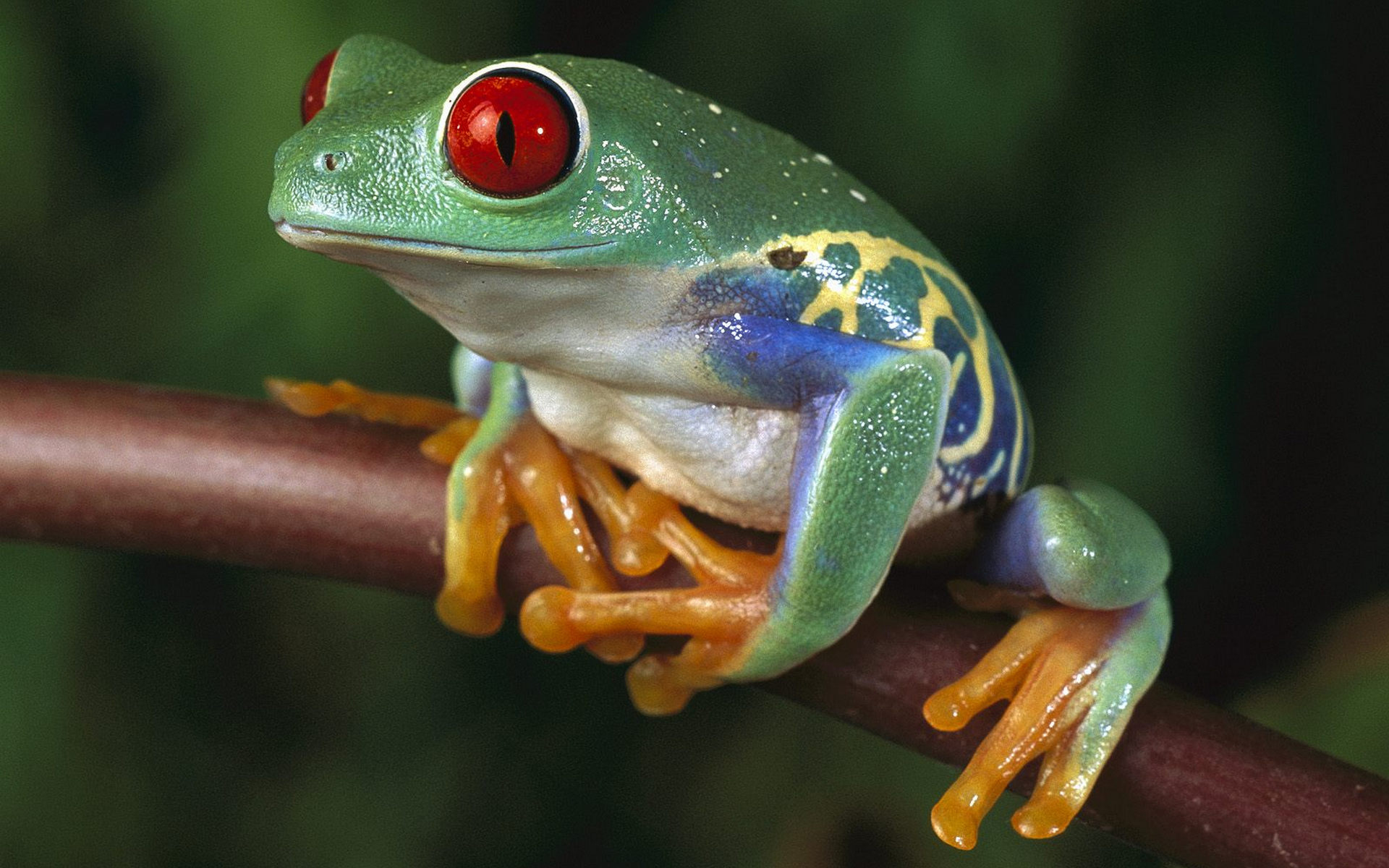 Animal Red Eyed Tree Frog 1920x1200