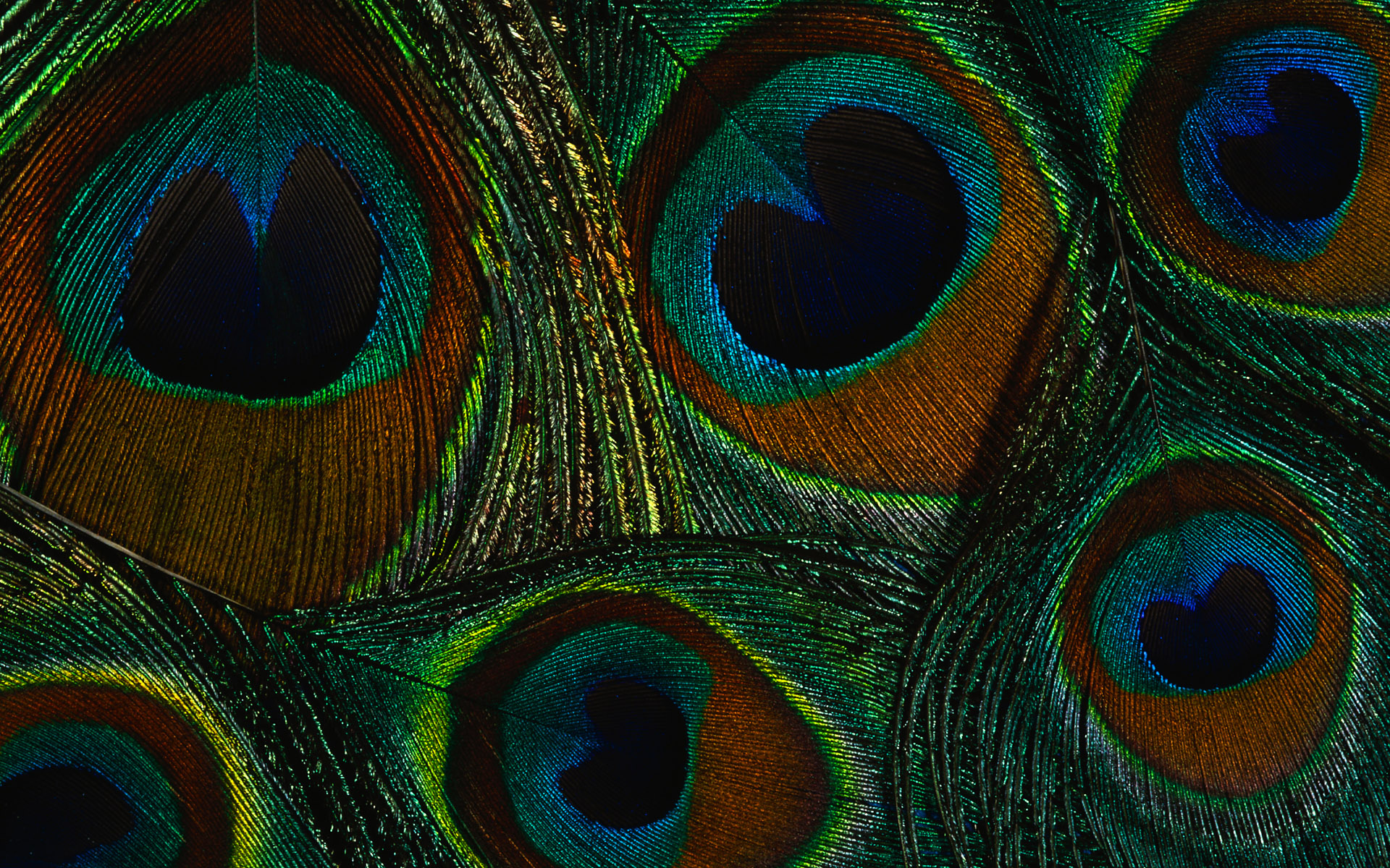 Animal Peacock Feather 1920x1200