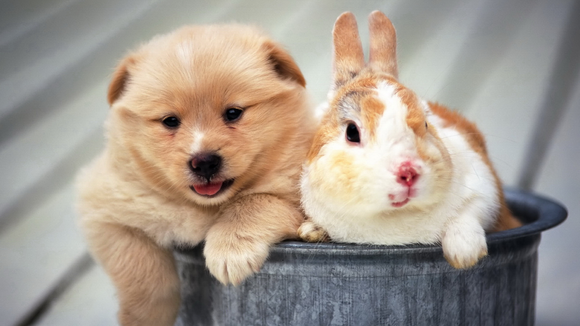 Cute Dog Pet Puppy Rabbit 1920x1080
