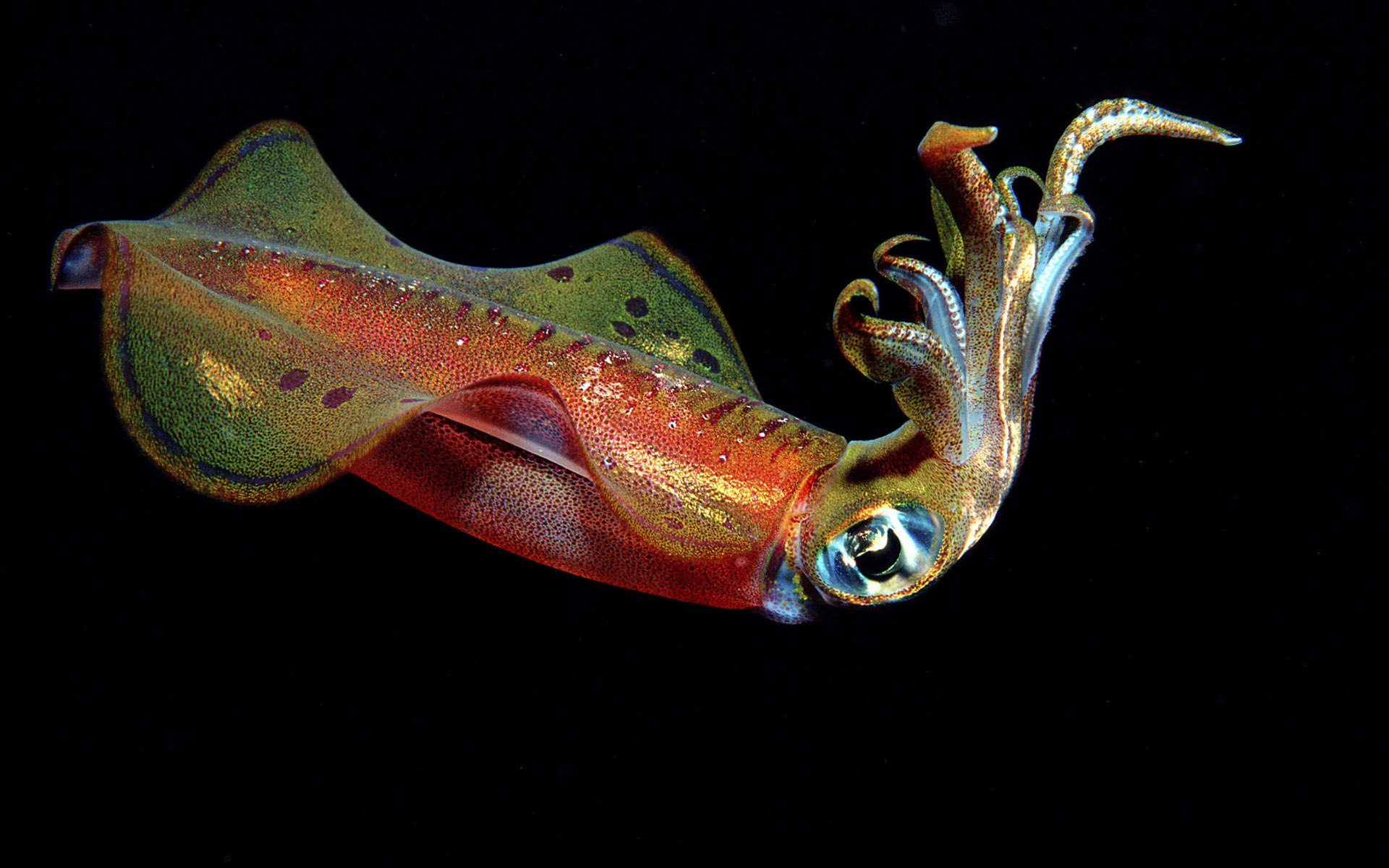 Animal Squid 1920x1200
