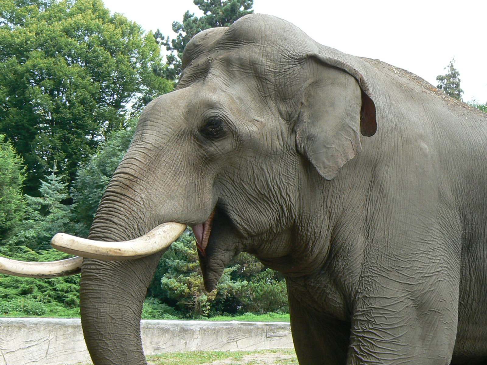 Animal Asian Elephant 1600x1200