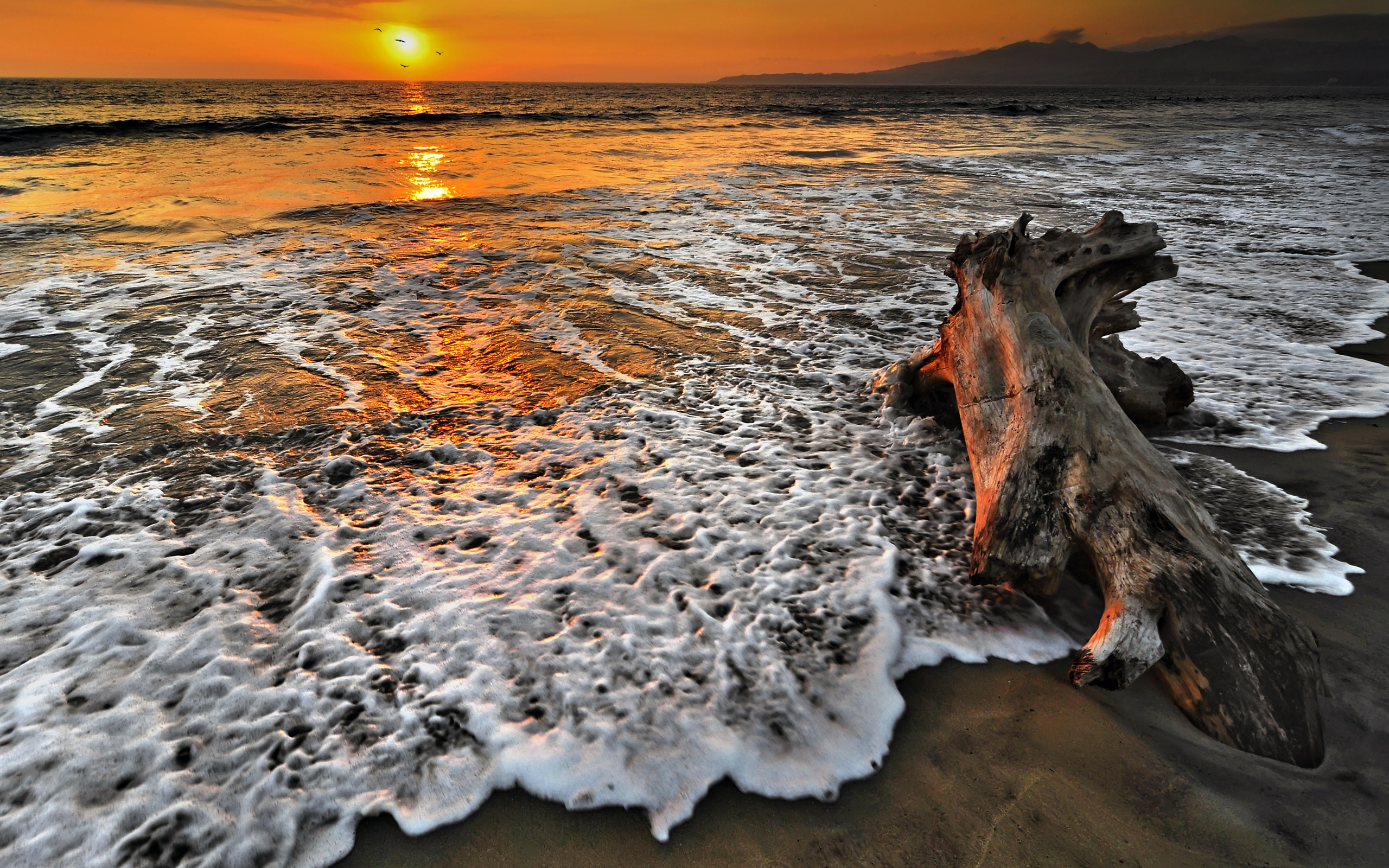 Beach Driftwood Nature Ocean Sunset Water Wave 2560x1600