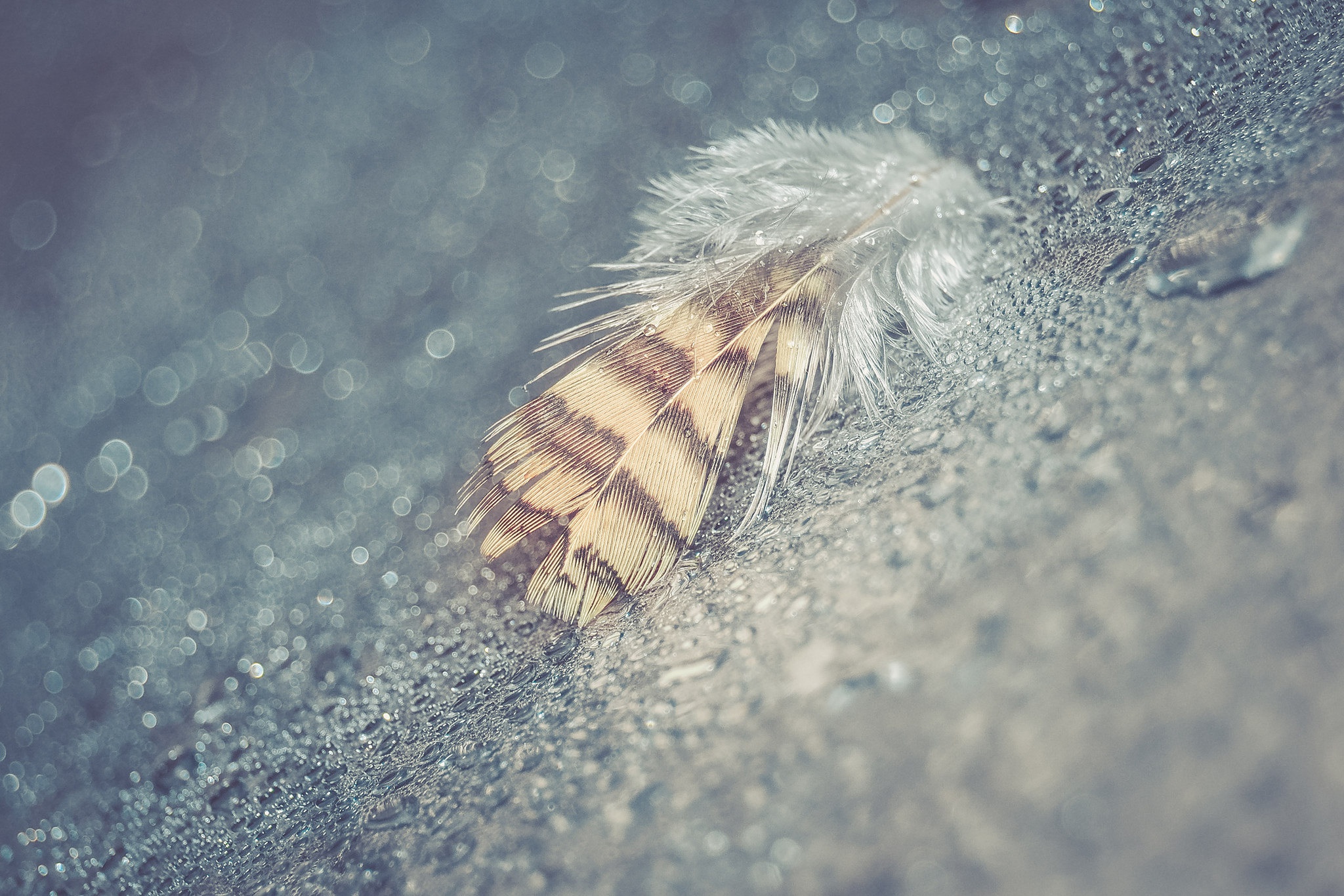 Bokeh Feather Macro Water Drop 2048x1366