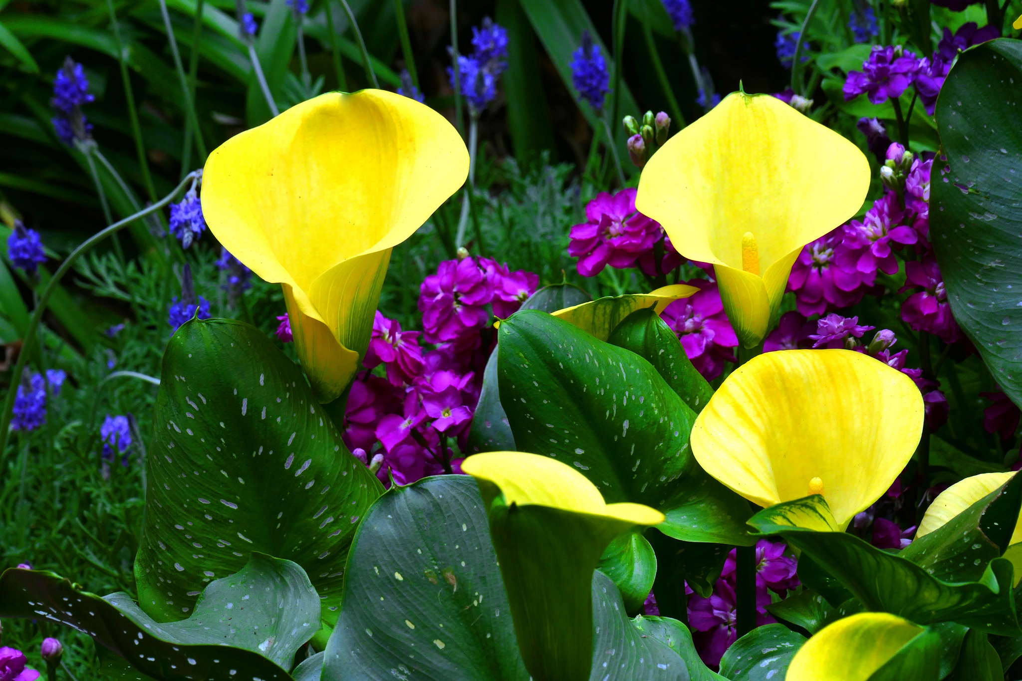 Calla Lily Flower Nature Yellow Flower 2048x1365