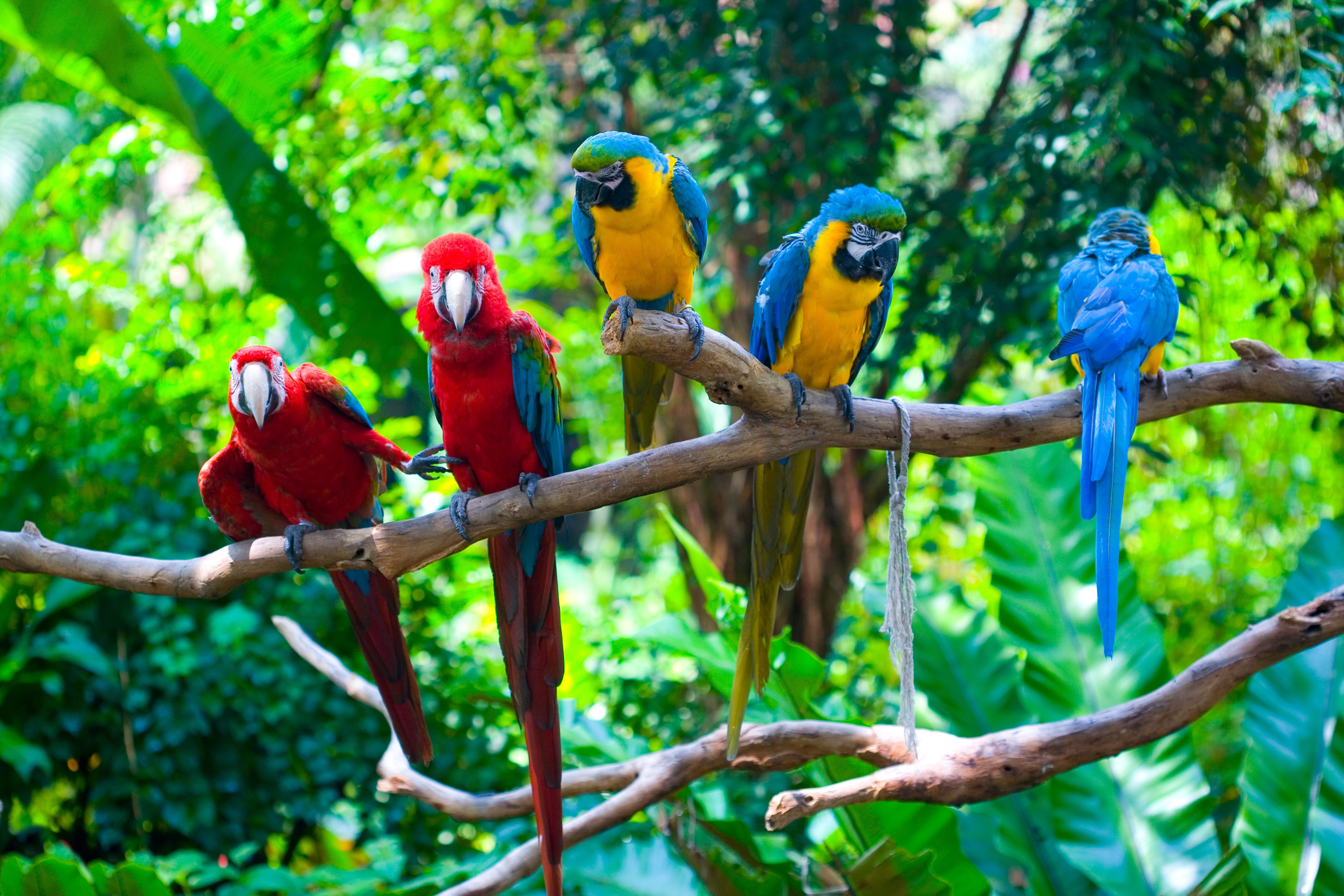 Parrot Macaw Animal Colors Branch Green Close Up Bird Bokeh 7000x4667