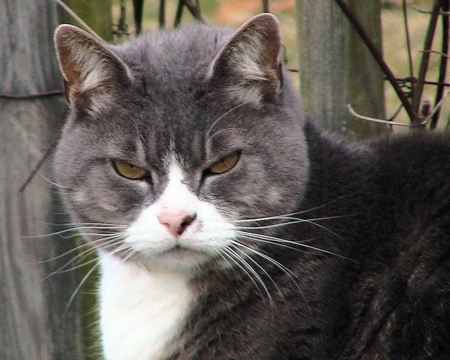 Grey Tabby Cat Cat 1500x1200