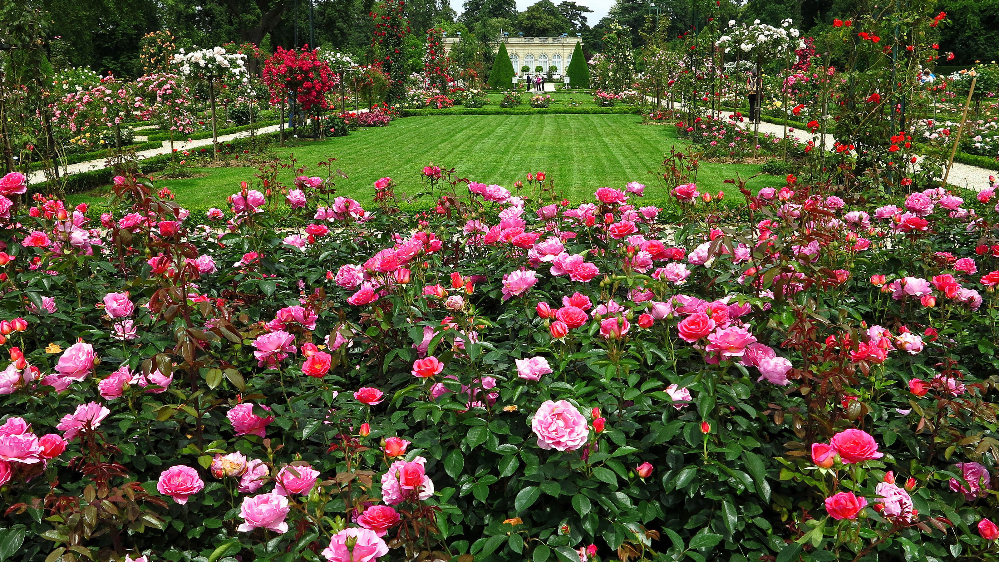 Earth England Flower Garden Pink Flower Rose Rose Bush 3200x1800