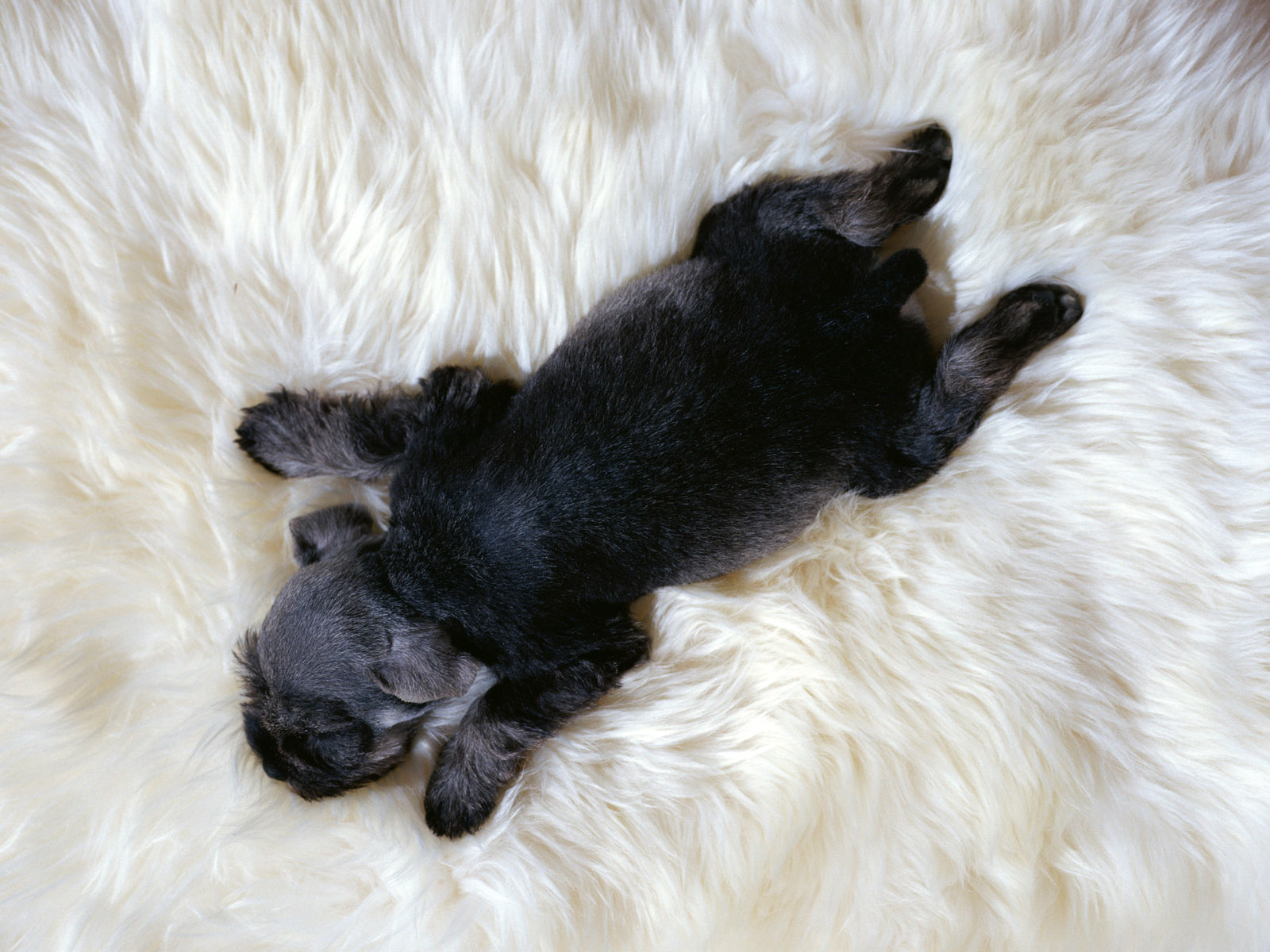 Baby Animal Cute Dog Puppy Sleeping 1600x1200