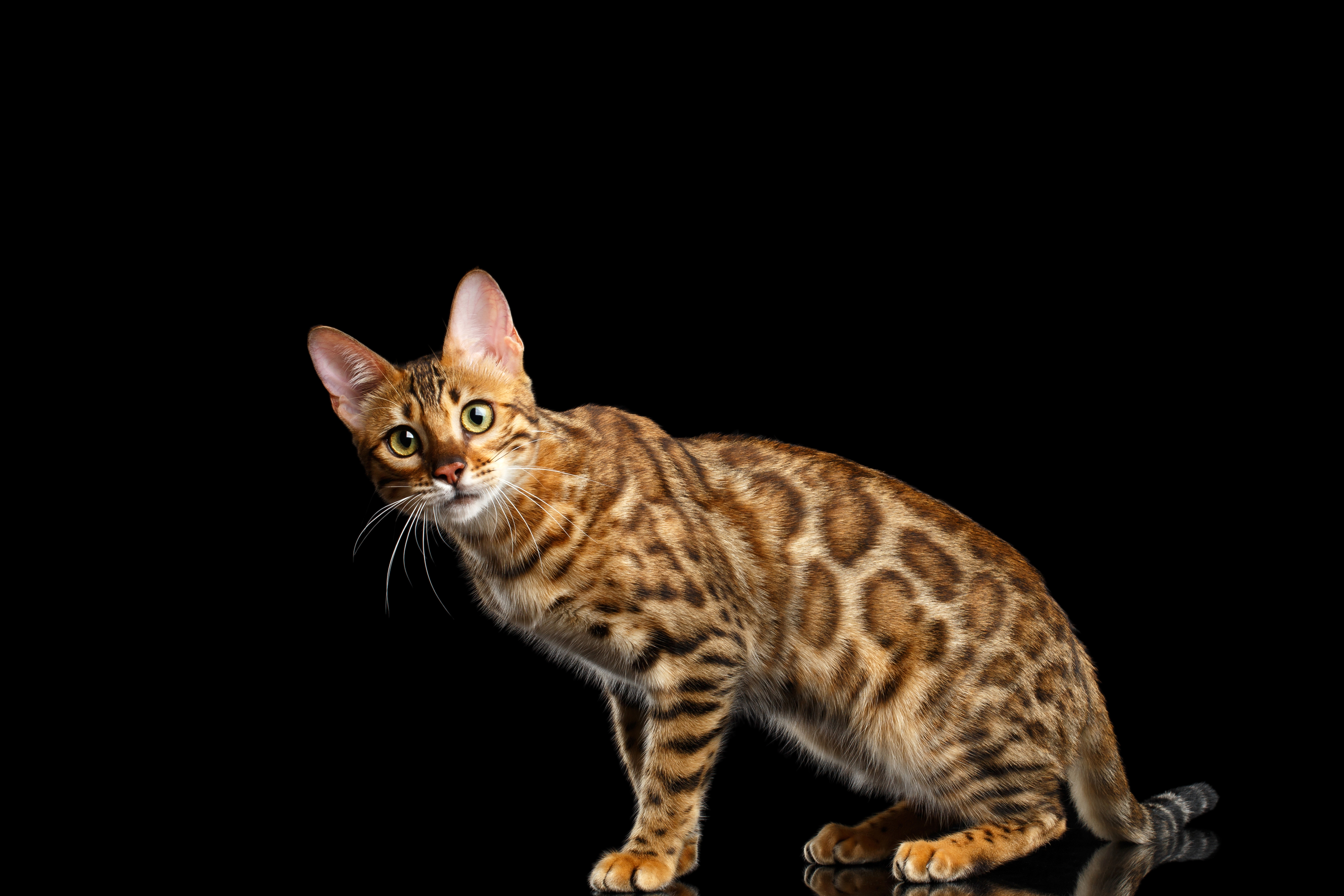 Bengal Cat Cat 4800x3200