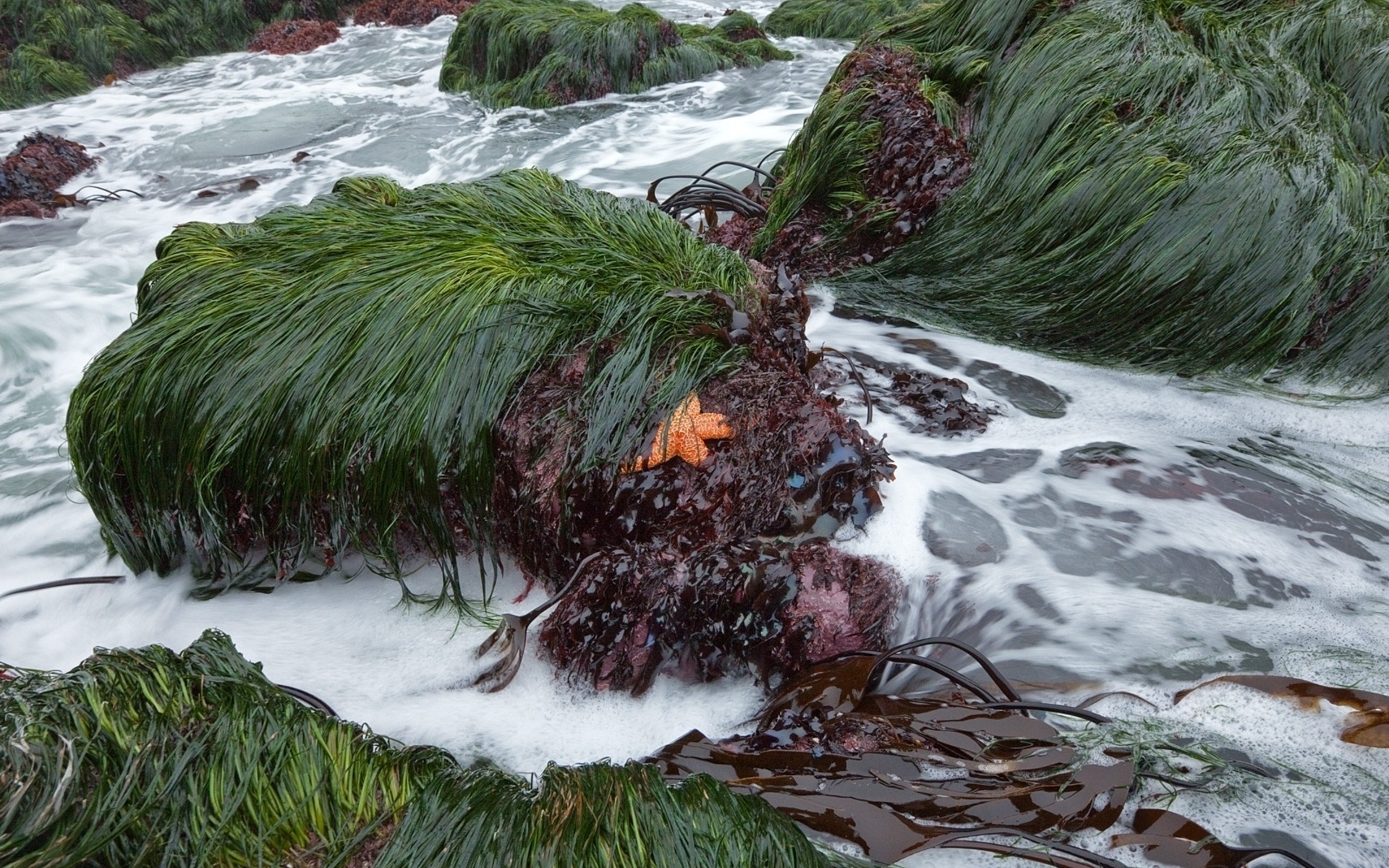 Sea Seaweed Starfish Grass Rock Foam 1920x1200