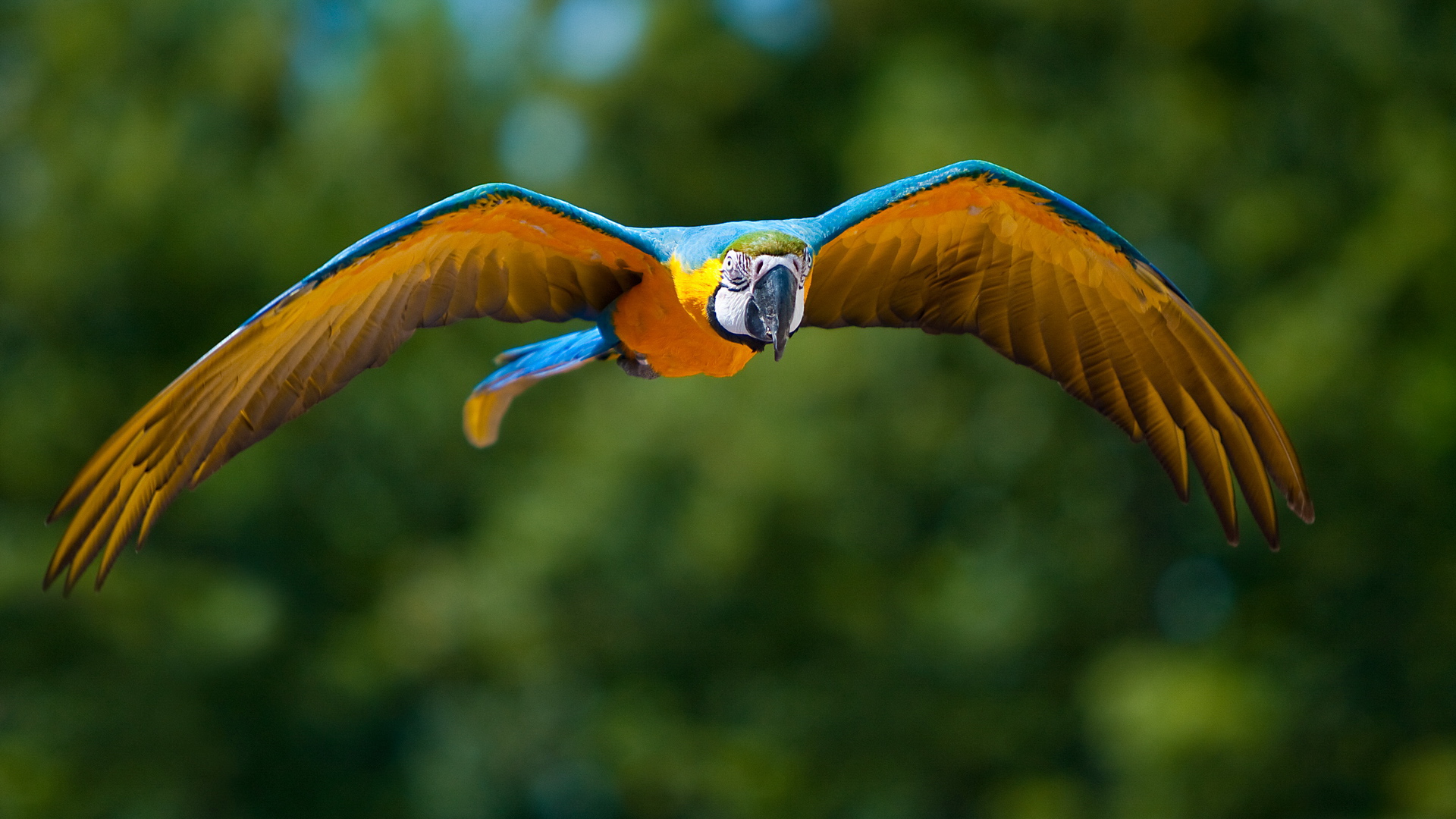 Animal Blue And Yellow Macaw 1920x1080