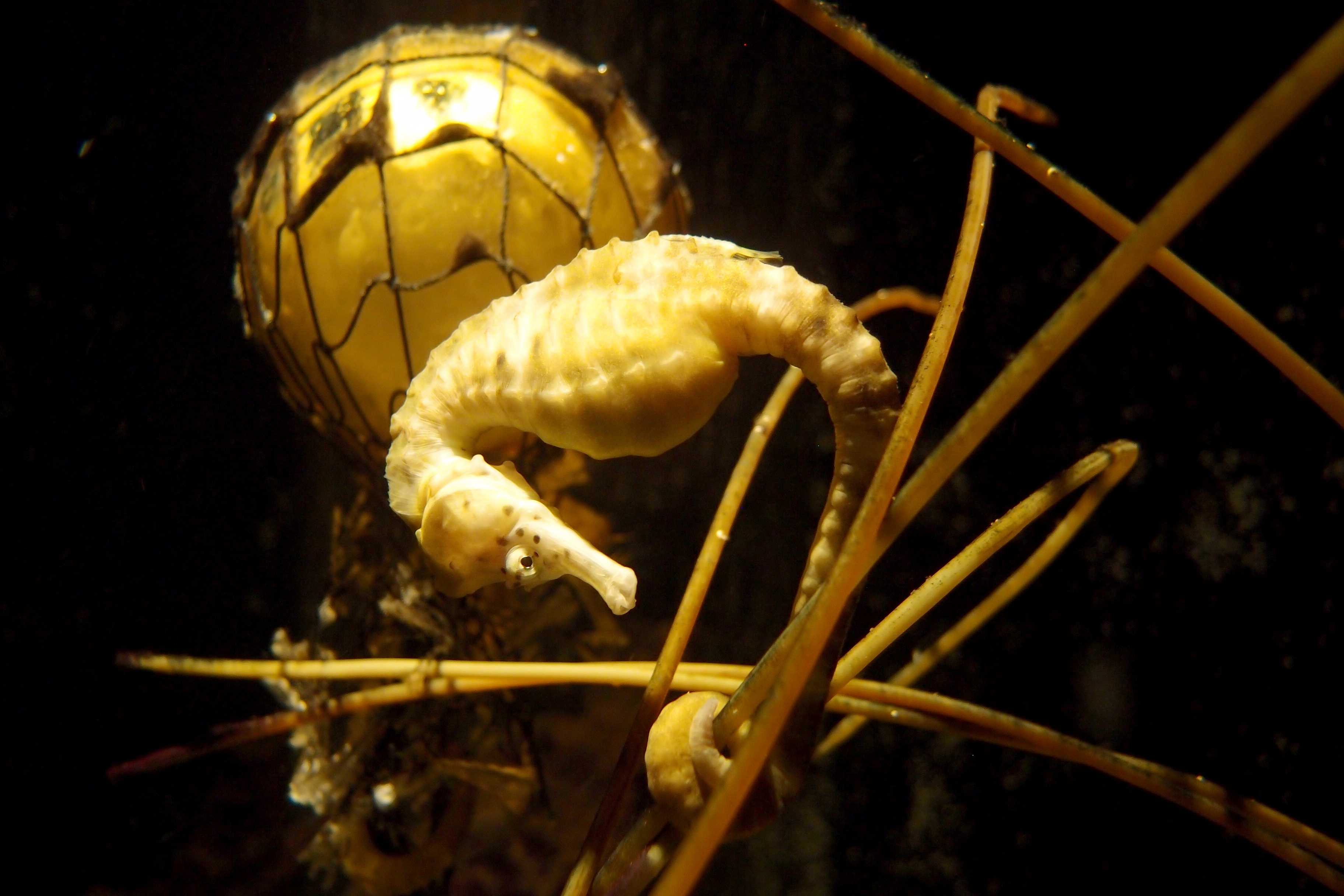 Seahorse Animal Underwater Sea Life 3648x2432