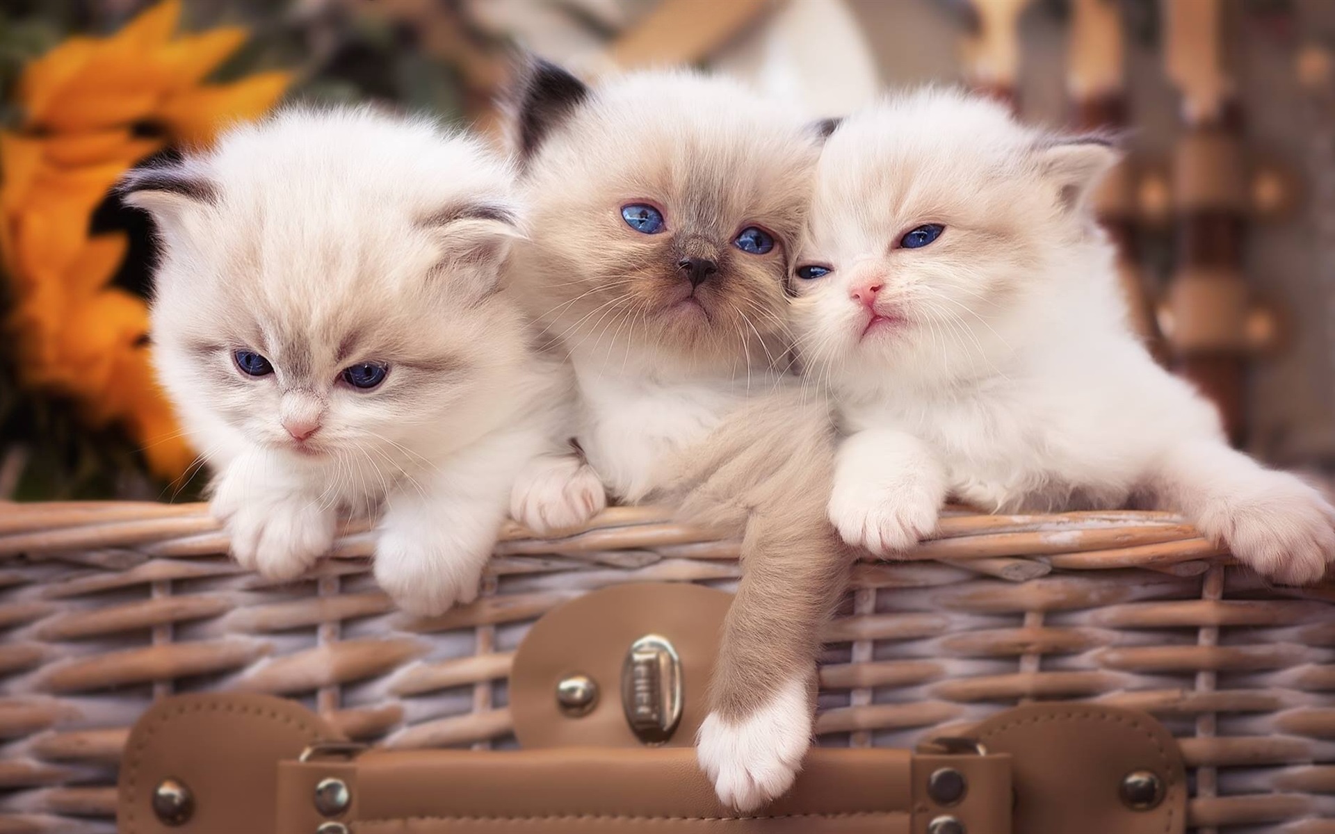 Animal Baby Animal Basket Cat Fluffy Kitten 1920x1200