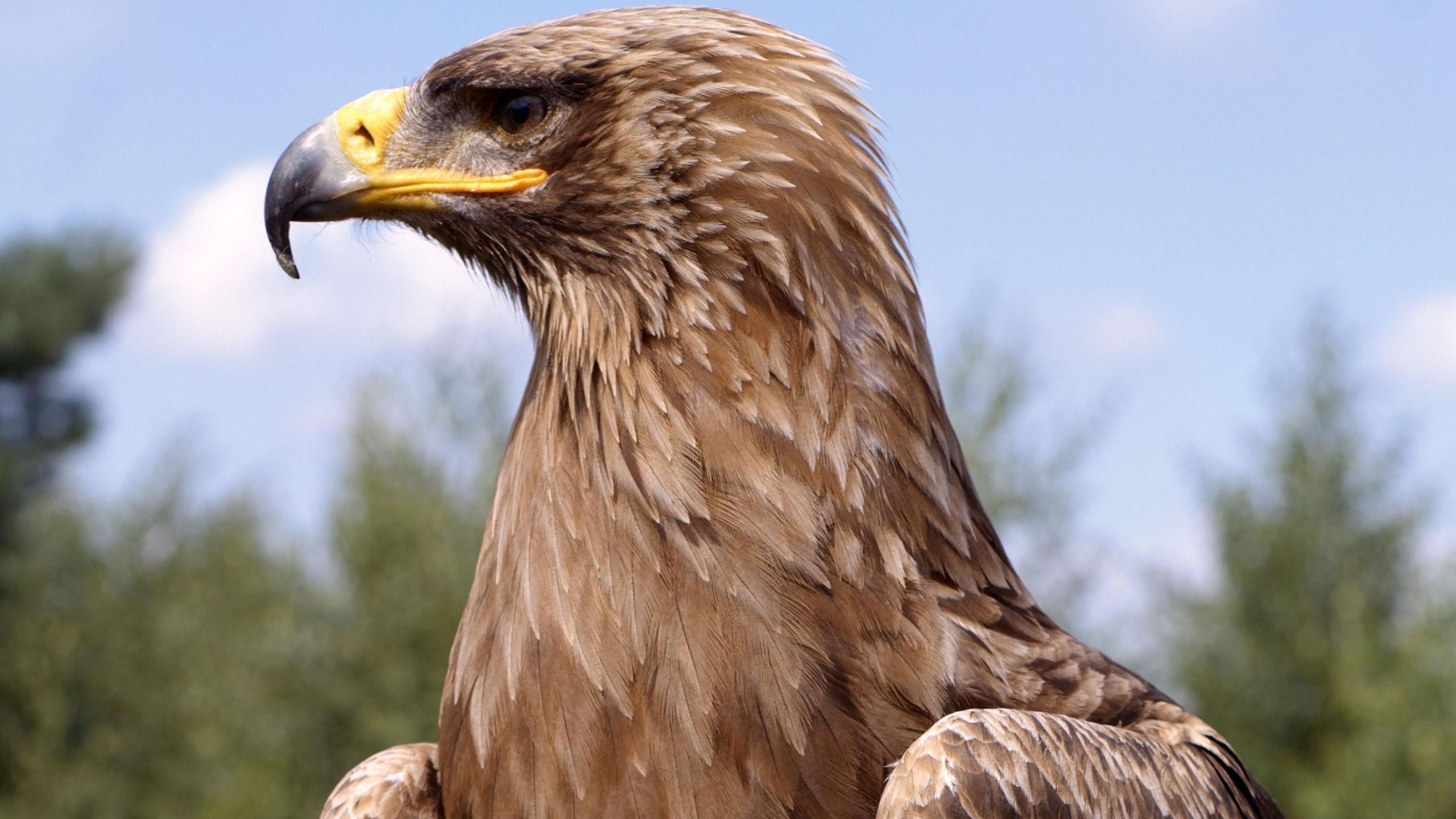 Animal Golden Eagle 2560x1440