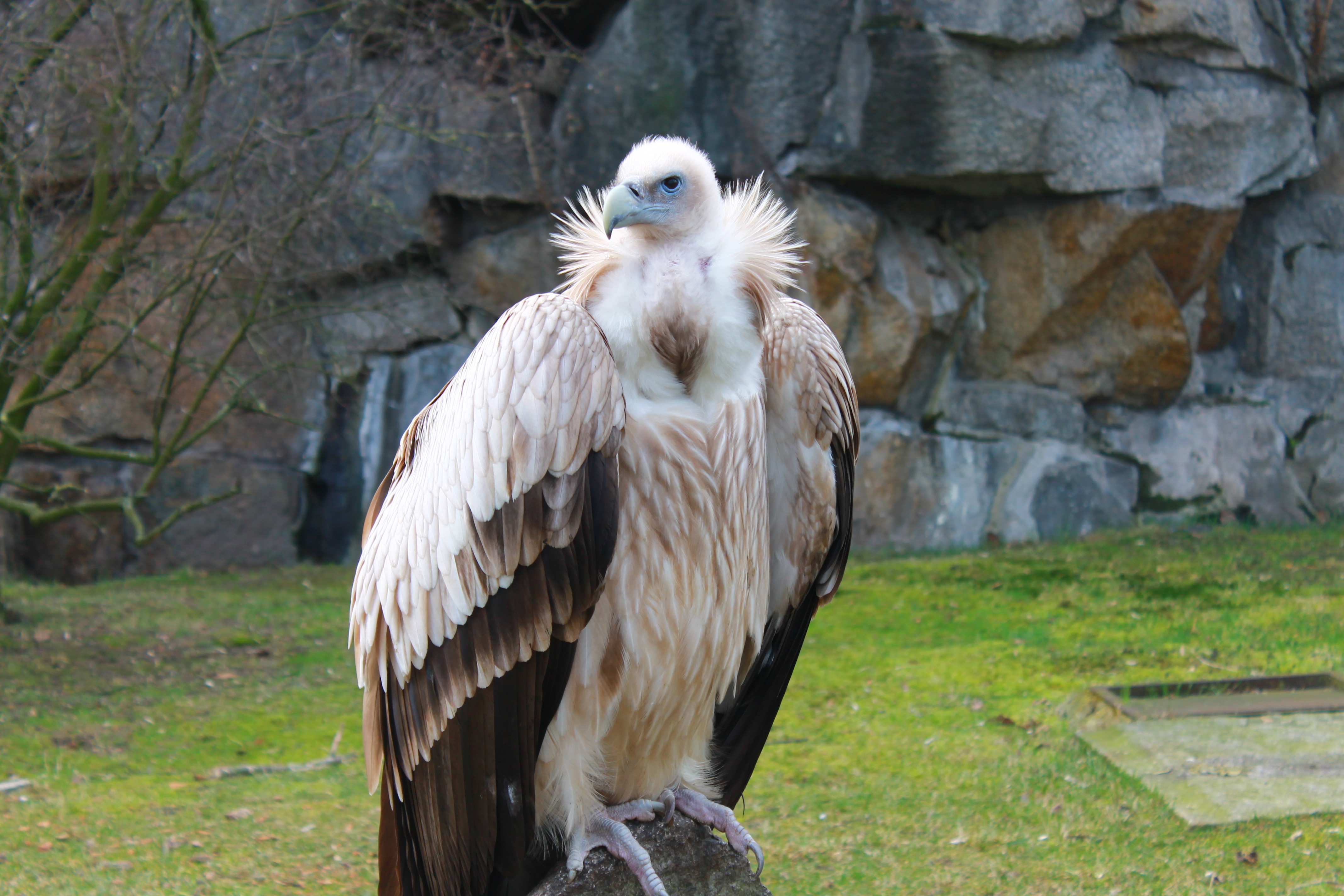 Vulture Bird Animal 4272x2848