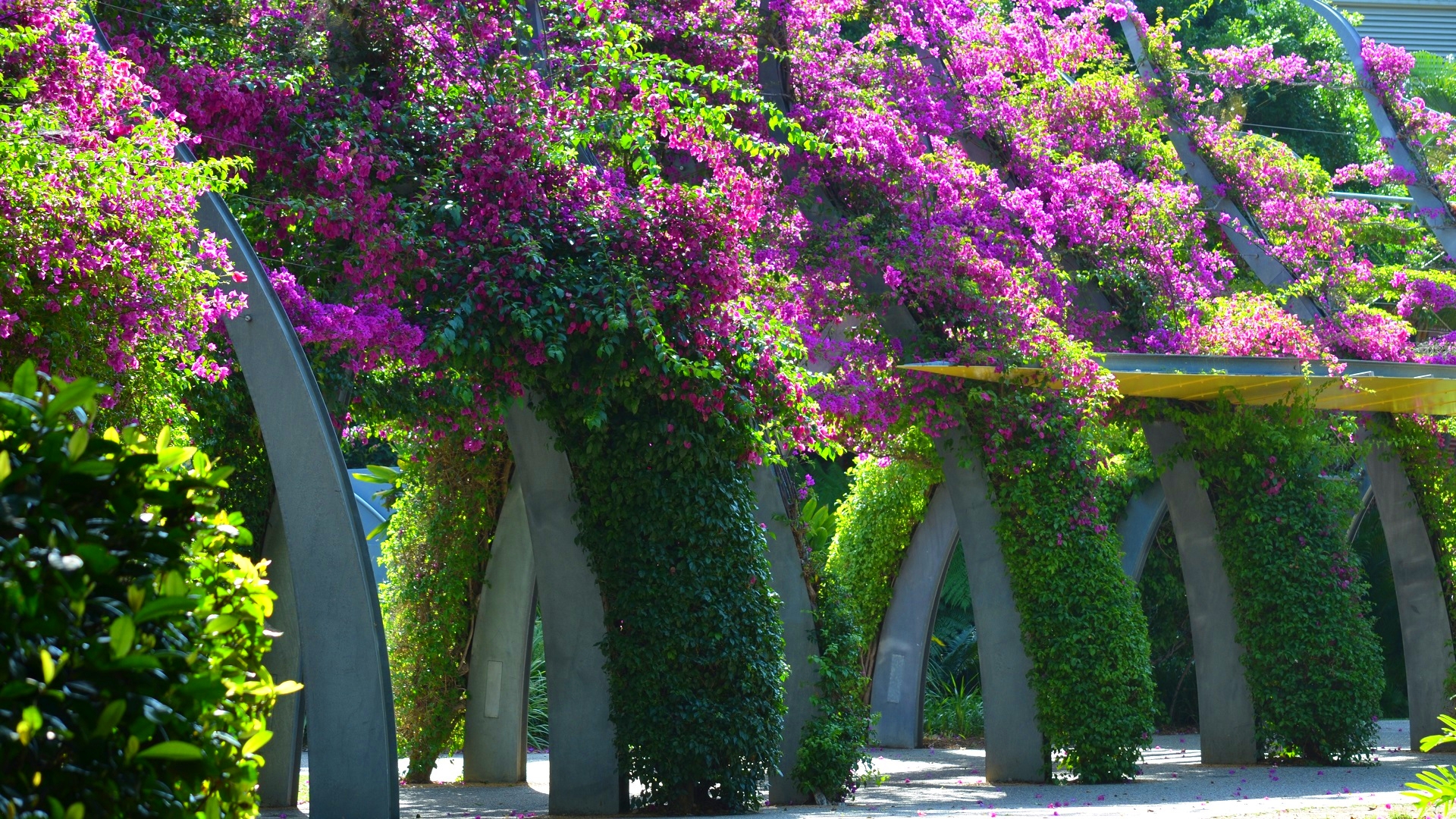 Brisbane Flower Photography Walkway Awning Architecture Grand Arbour Leaf Vine Purple Flower Bougain 1920x1080
