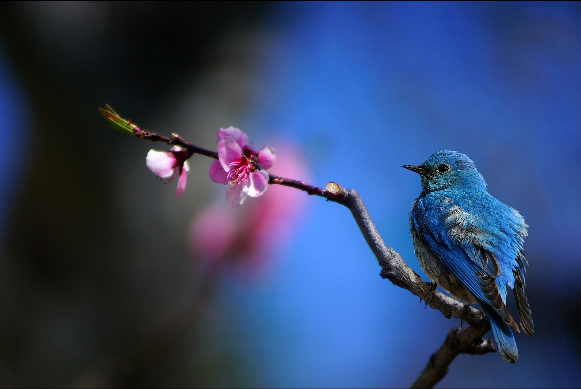 Animal Bird Bluebird Branch Blossom 2026x1358