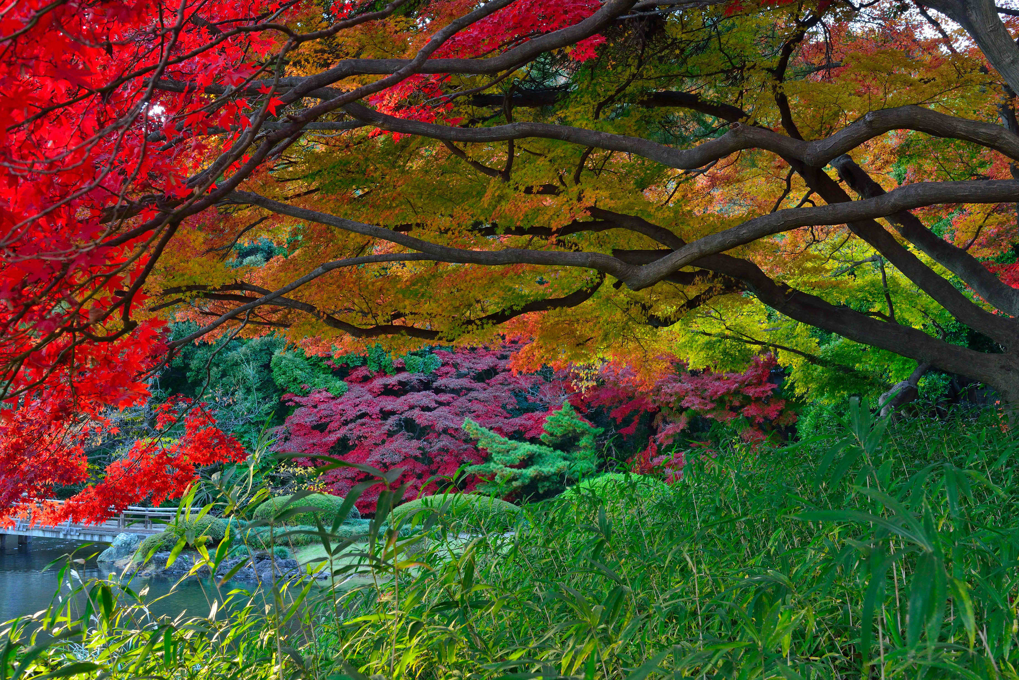 Japanese Garden Garden Fall Foliage Tree 2048x1367