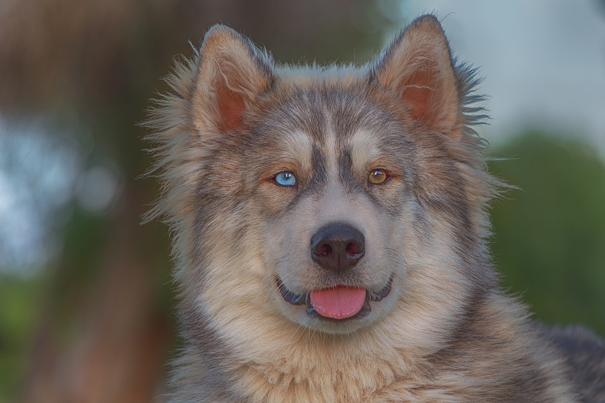 Siberian Husky Dog Pet Muzzle Heterochromia 2048x1365
