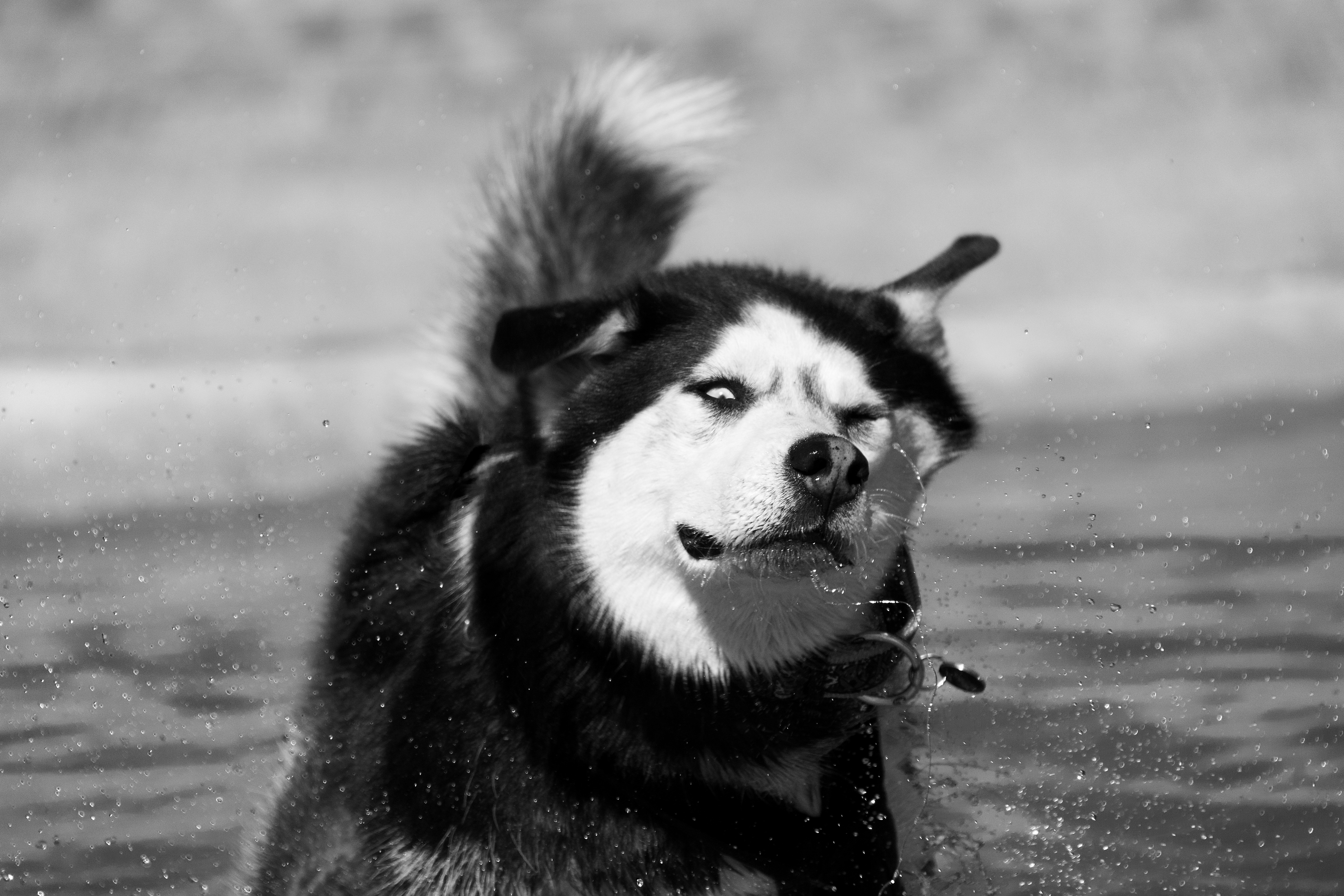Siberian Husky Dog Muzzle Black Amp White 6000x4000