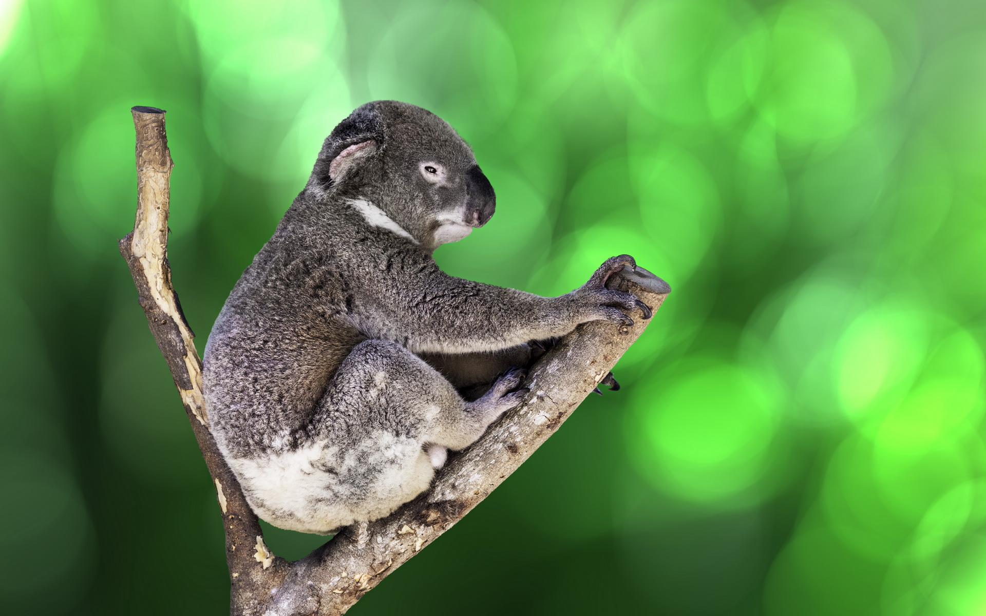 Animal Koala 1920x1200