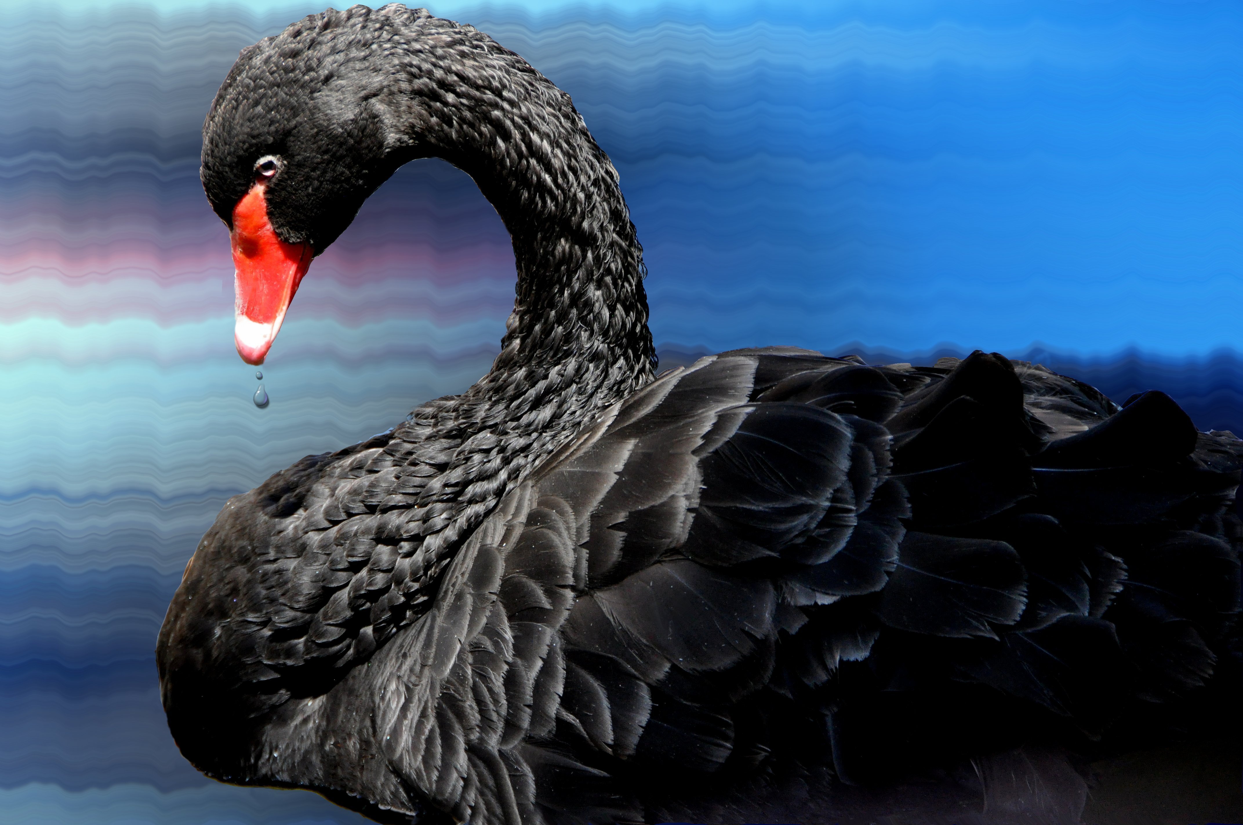 Bird Black Swan Swan 4288x2848