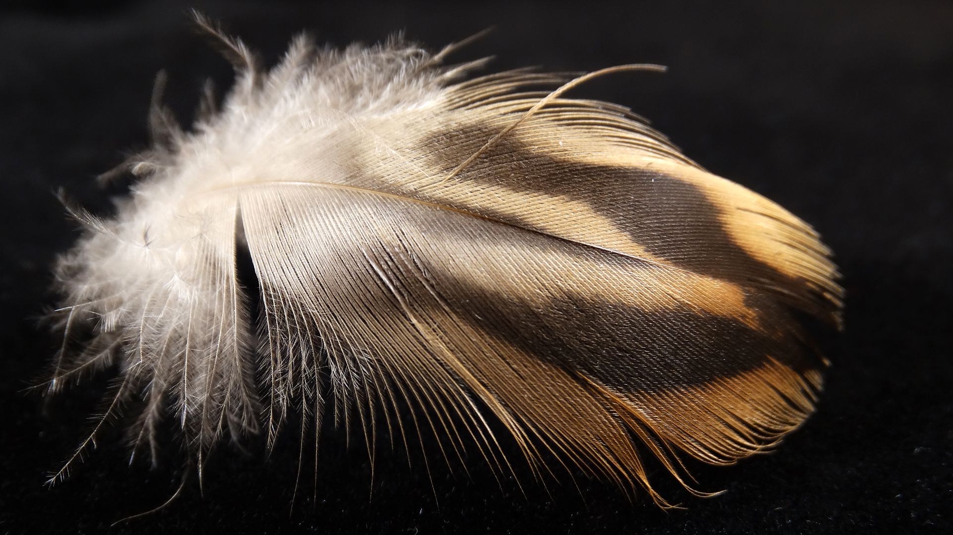 Black Feather 1920x1079